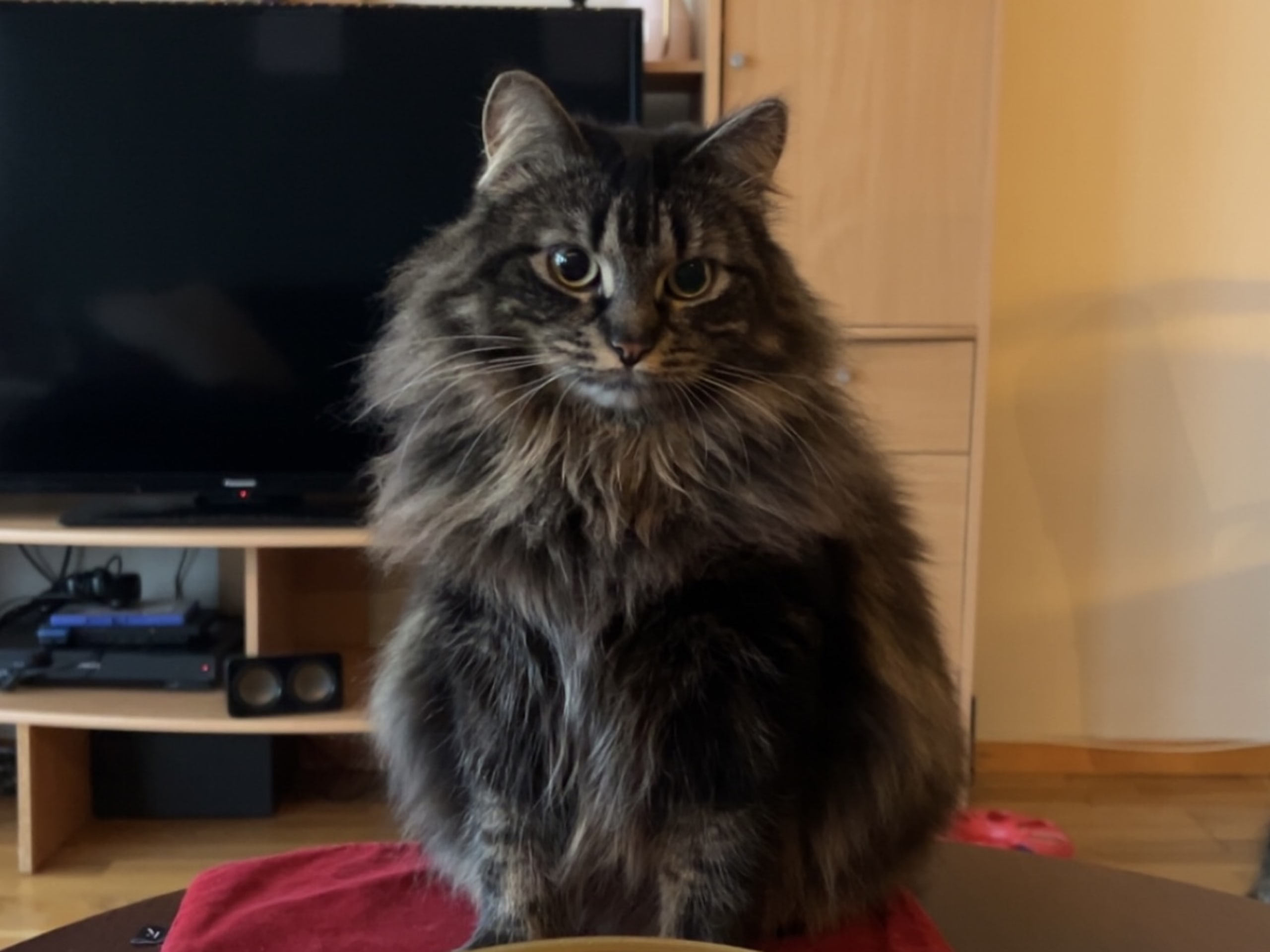 Norsk skogkatt