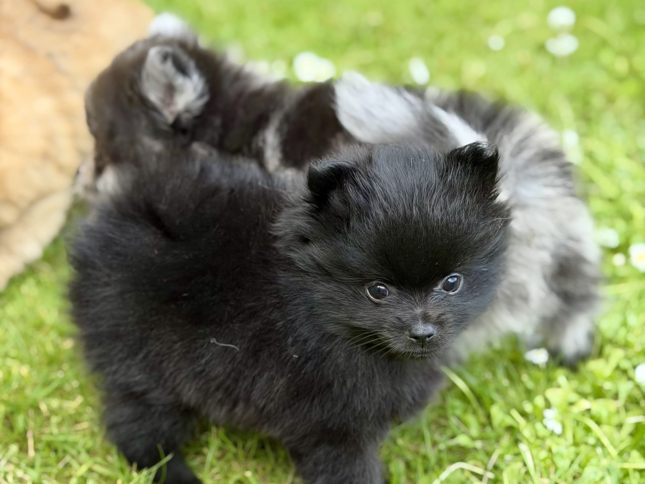 Pomeranian · Helsingborg · Pandora
