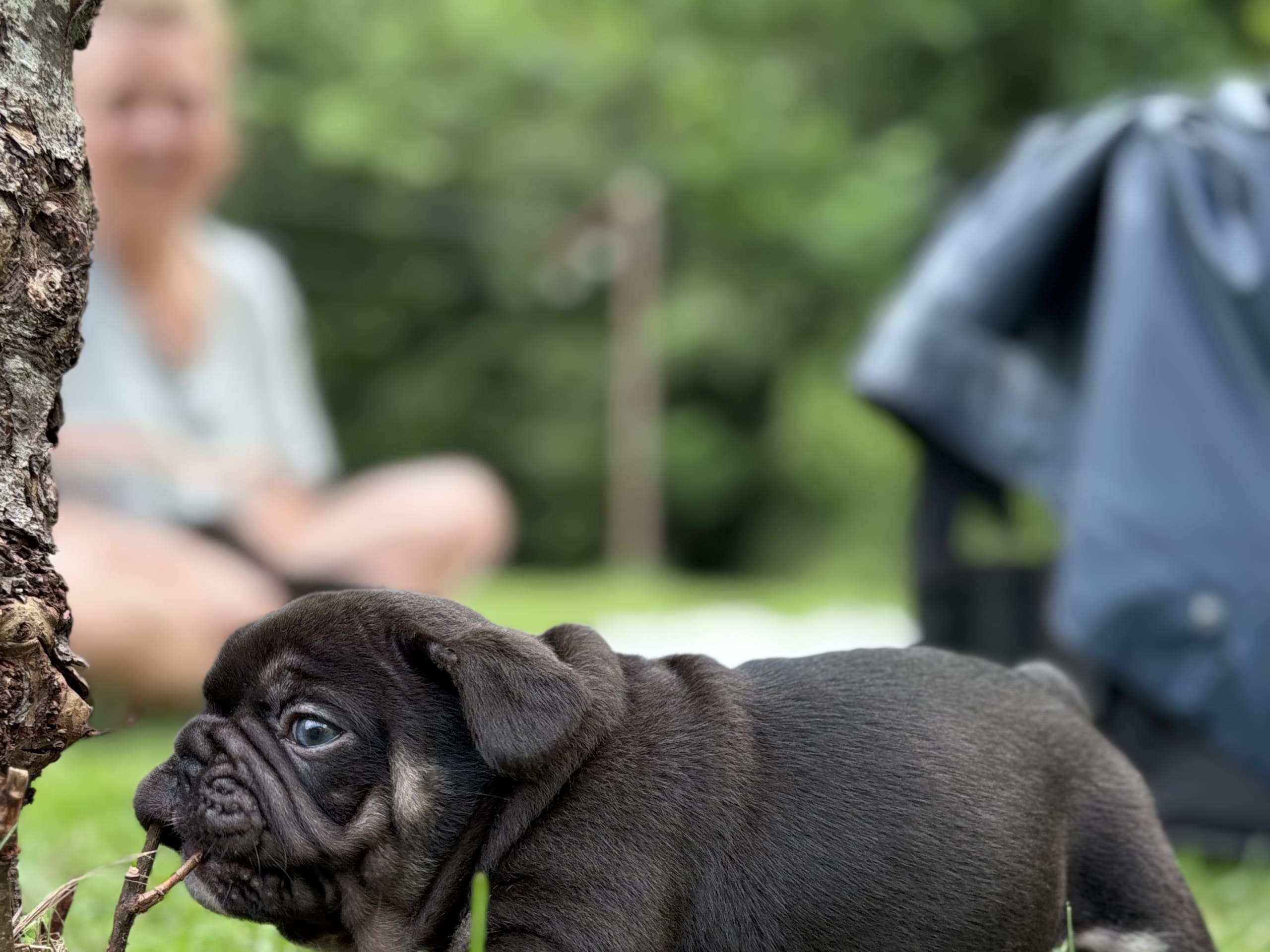 French Bulldog · Kinna · Rosa’s kennel