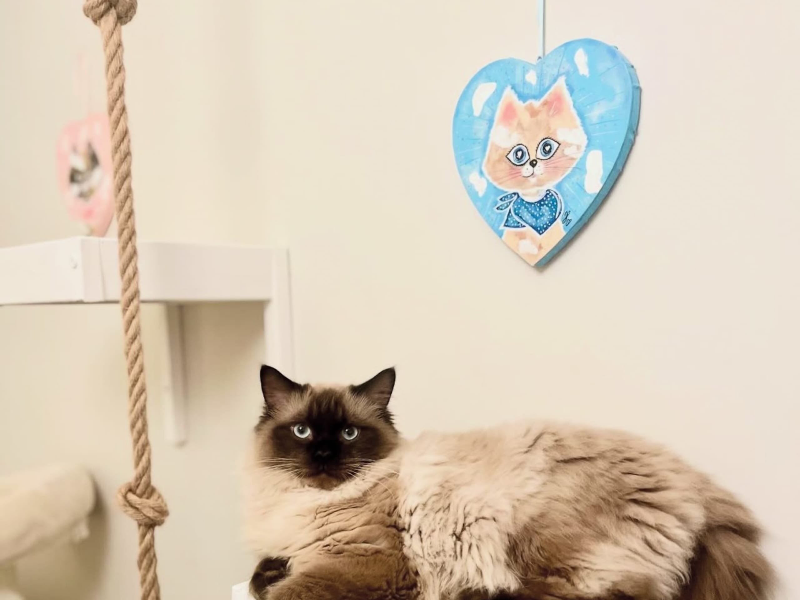 Helig birma / ragdoll · Henån · Olivia F.