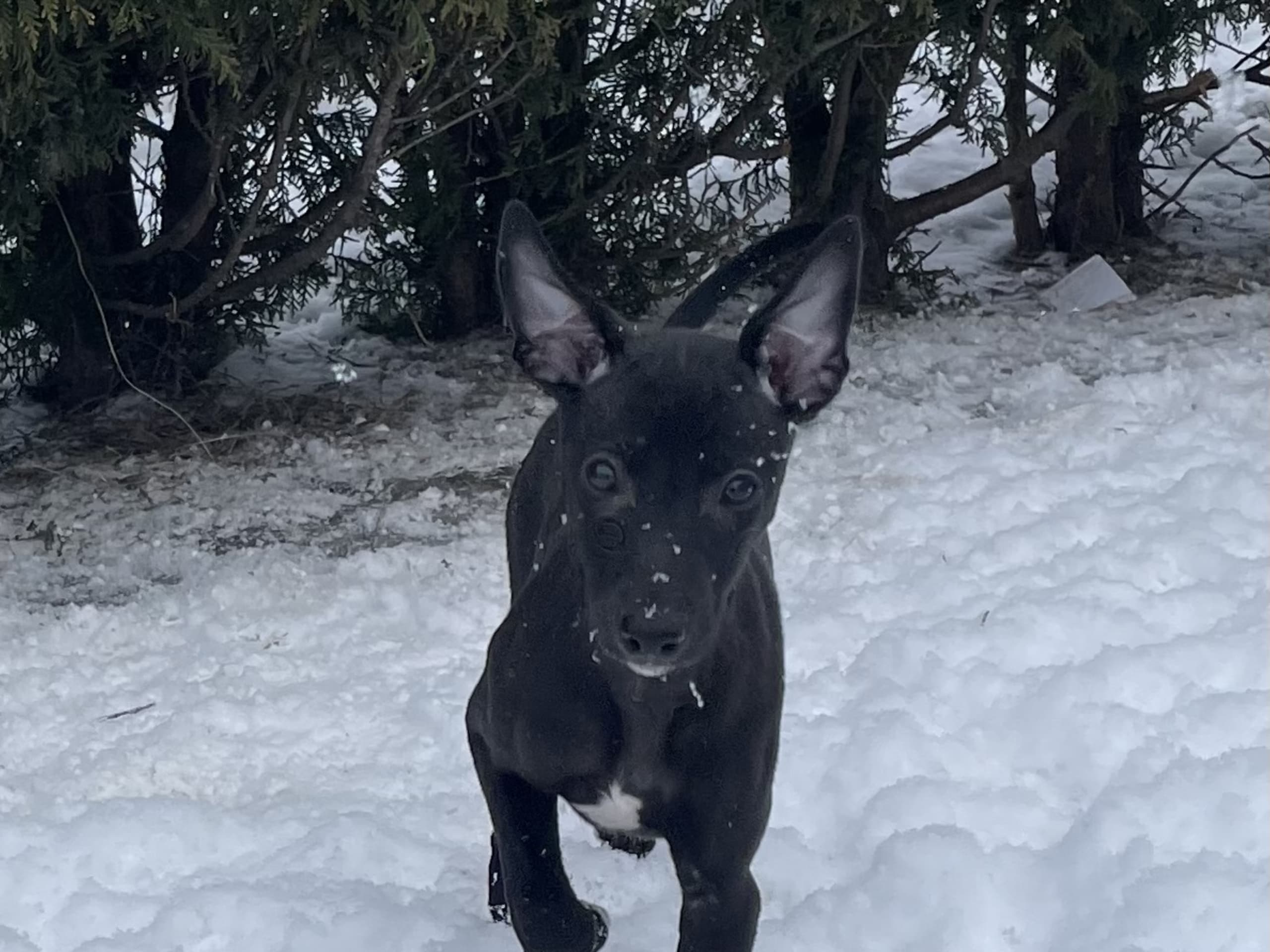 Whippet