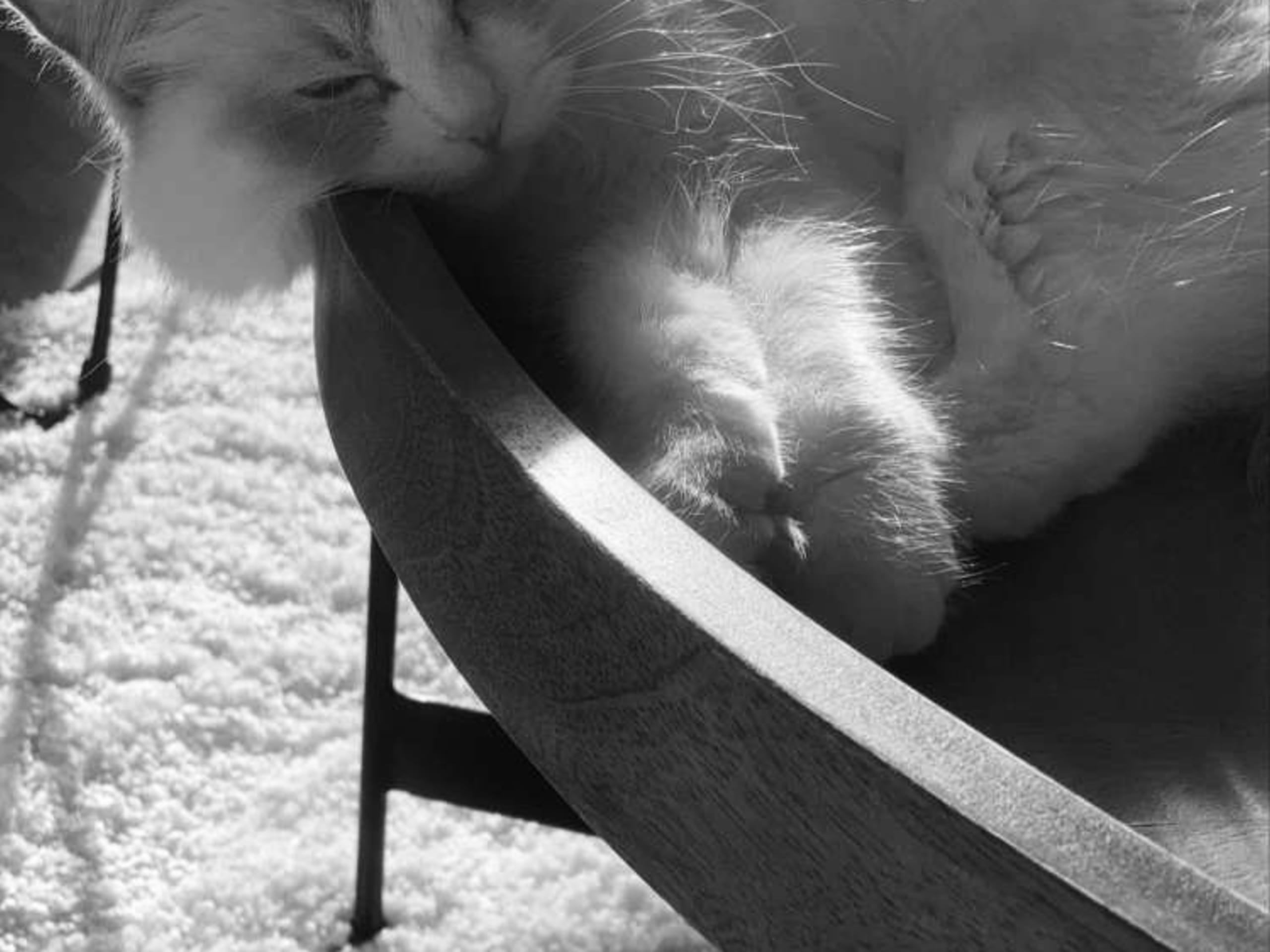 Ragdoll · Huskvarna · Josefina P.