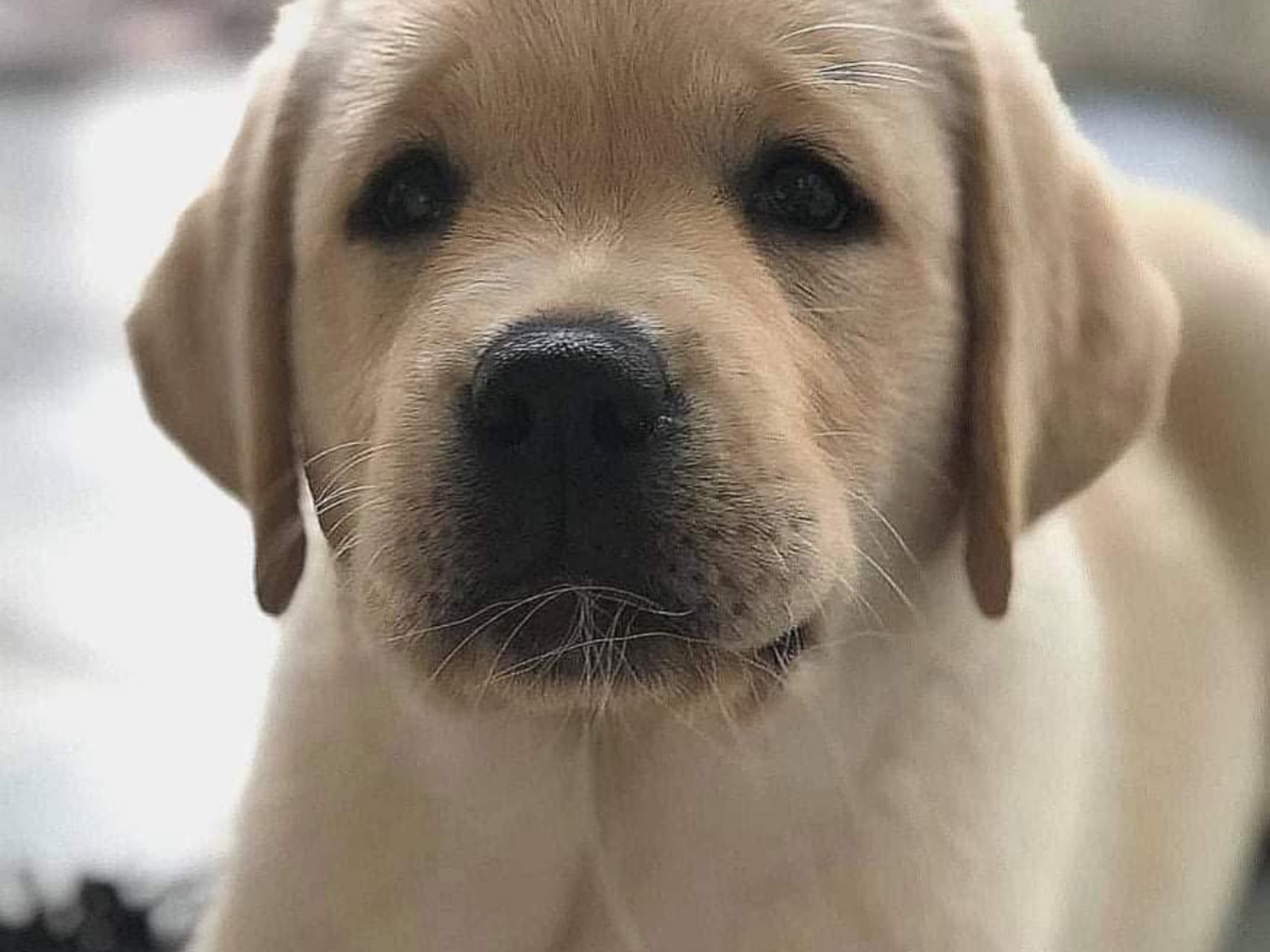 Labrador retriever