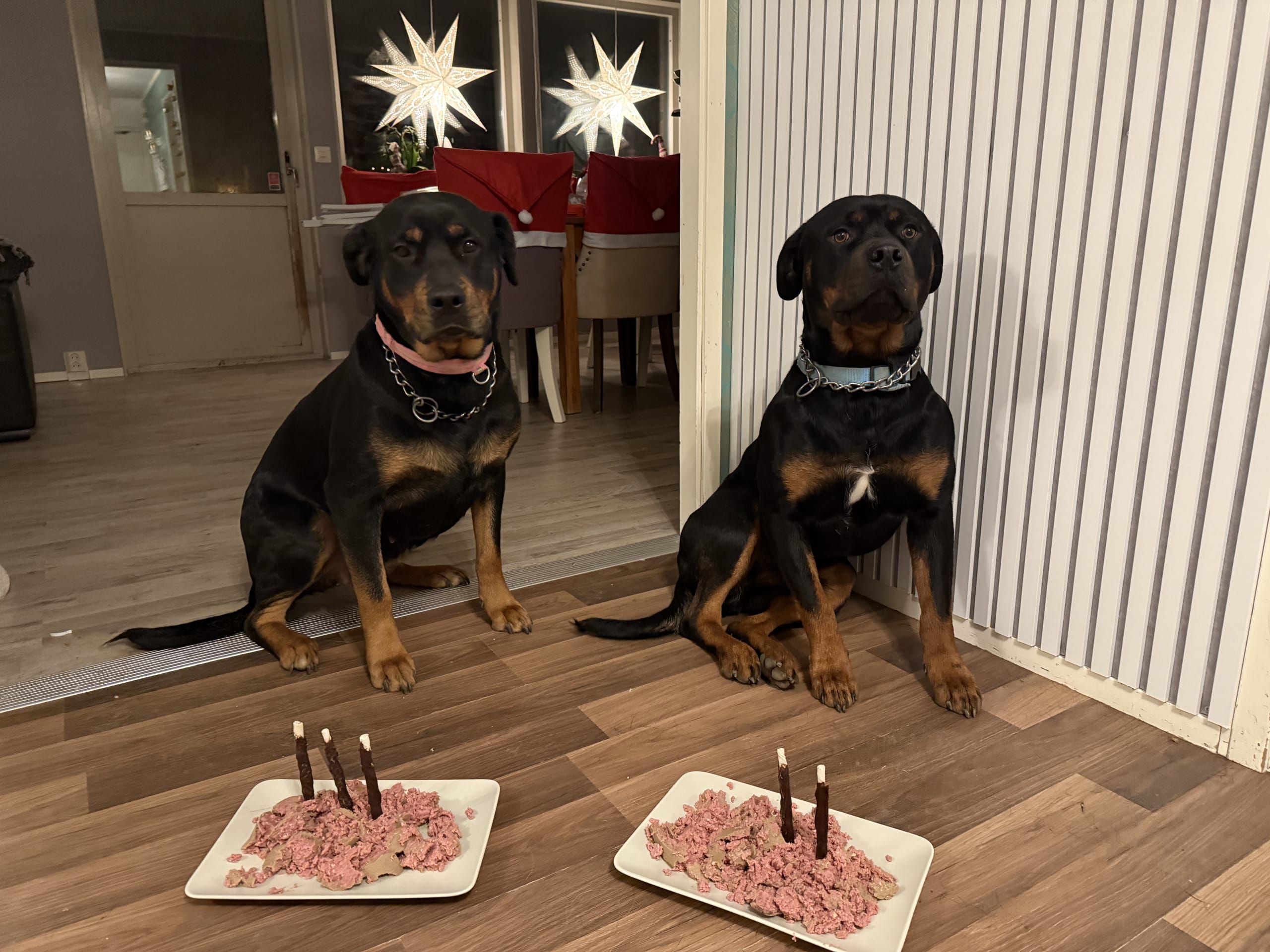 Rottweiler/American Bully XL · Gärsnäs · Helena L.