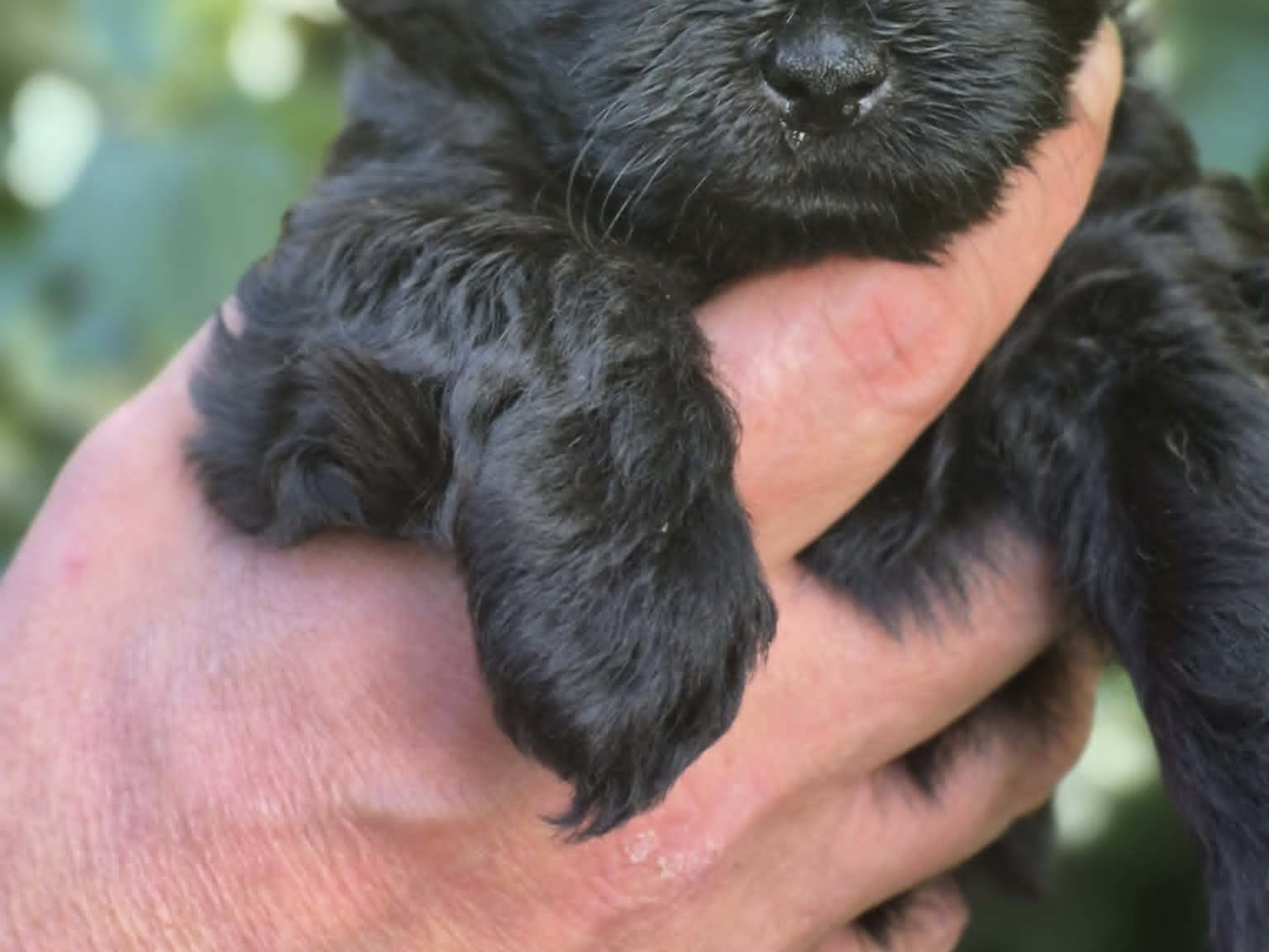 Shihpoo · Sköldinge · Shihpoo