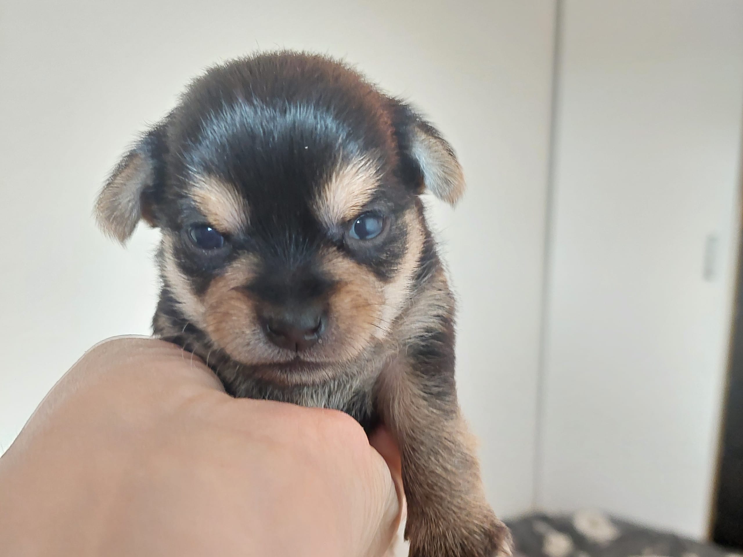 Chorkie · Skärholmen · DochD