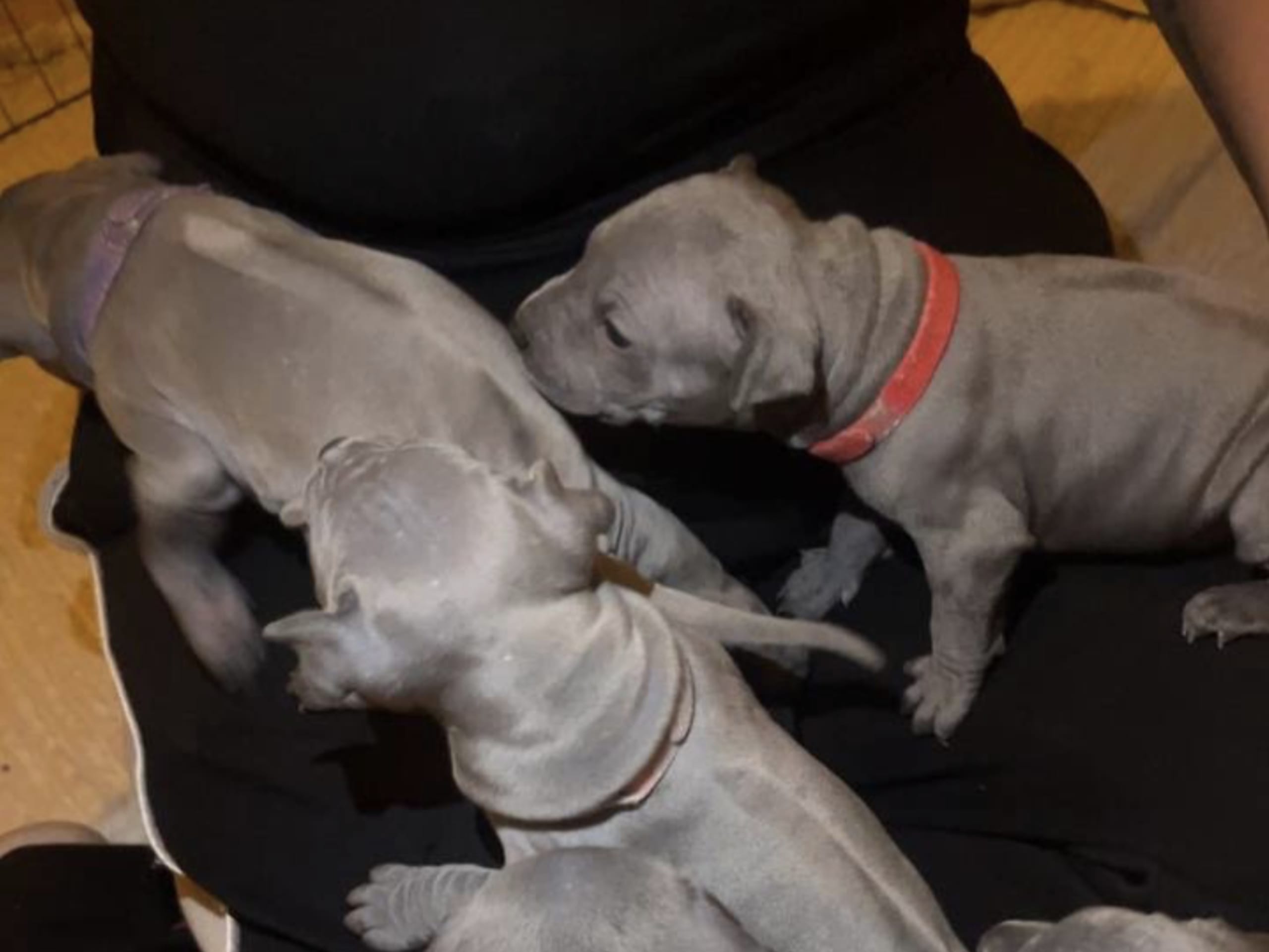 Thai ridgeback dog