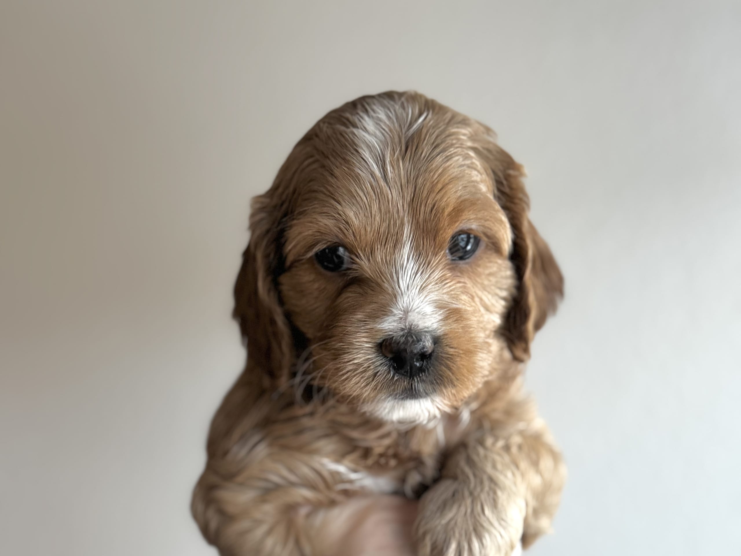 Cockerpoo