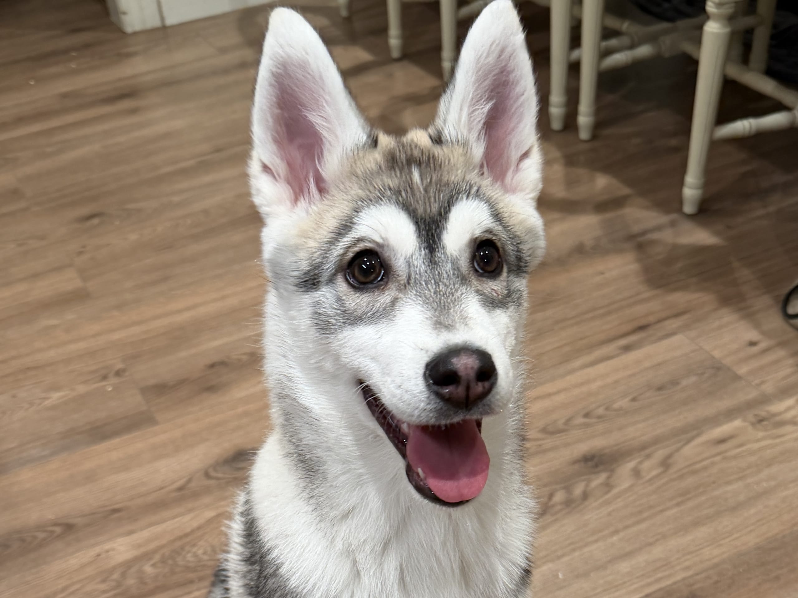 Siberian husky