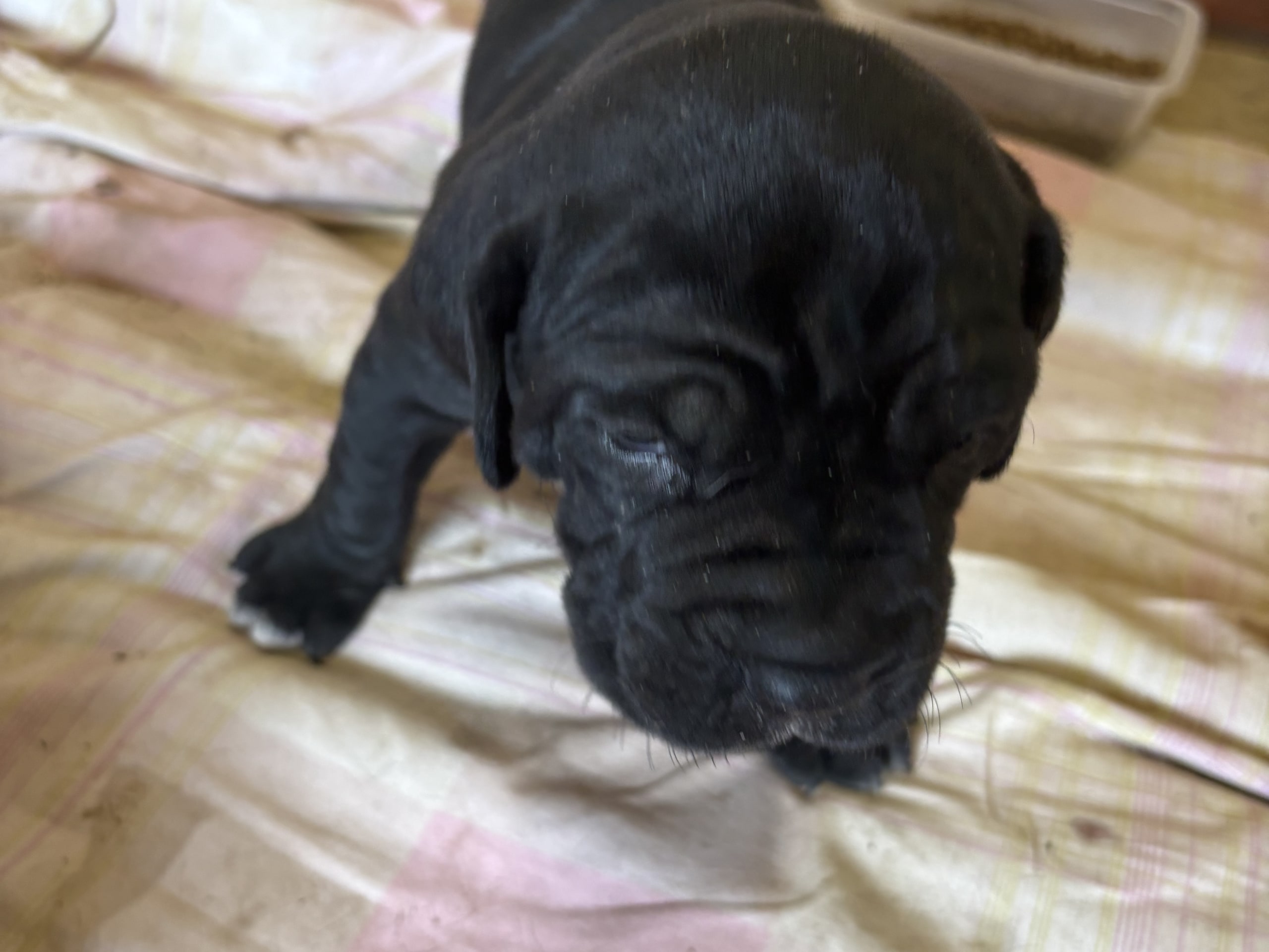 Cane corso