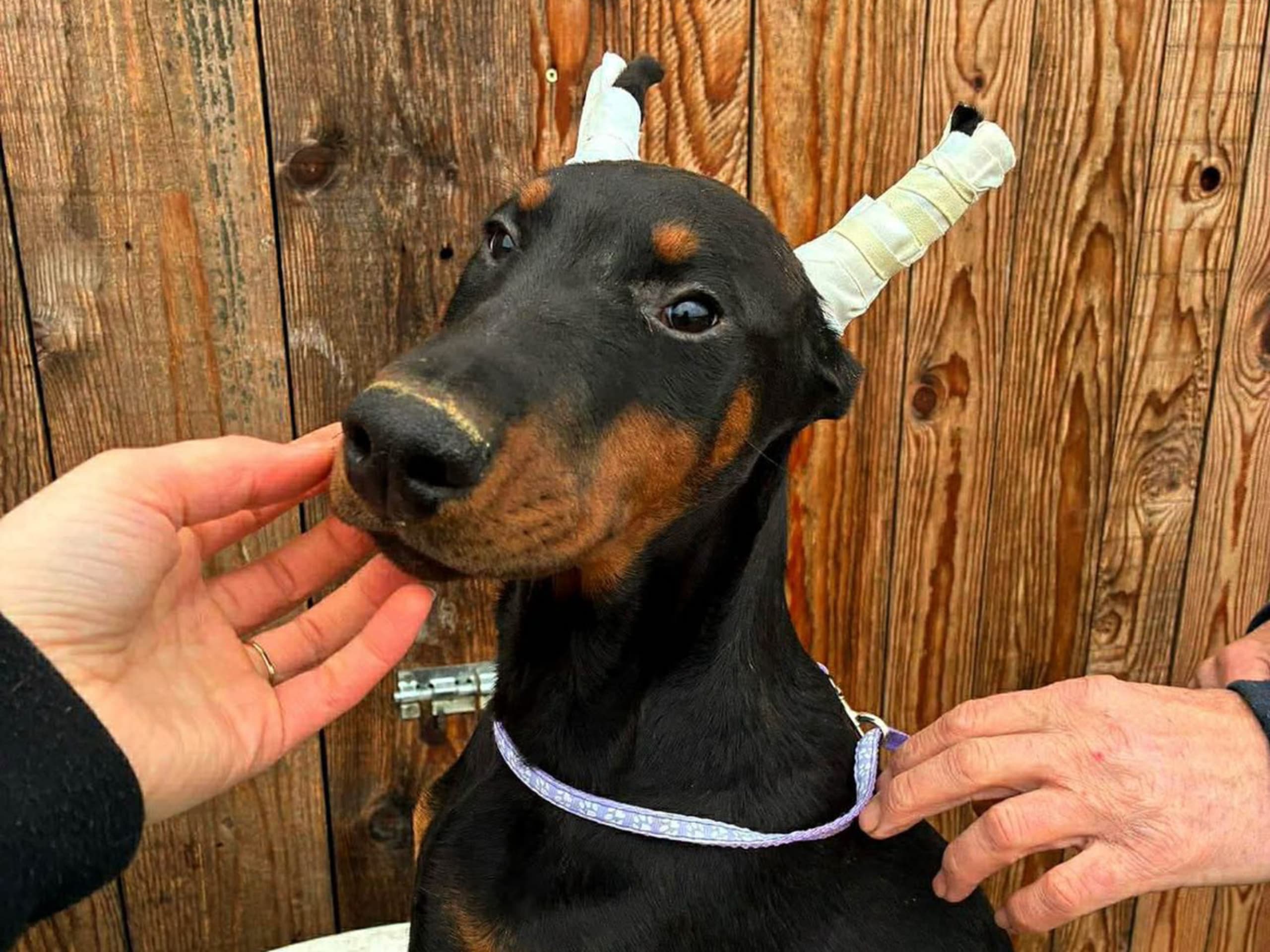 Dobermann