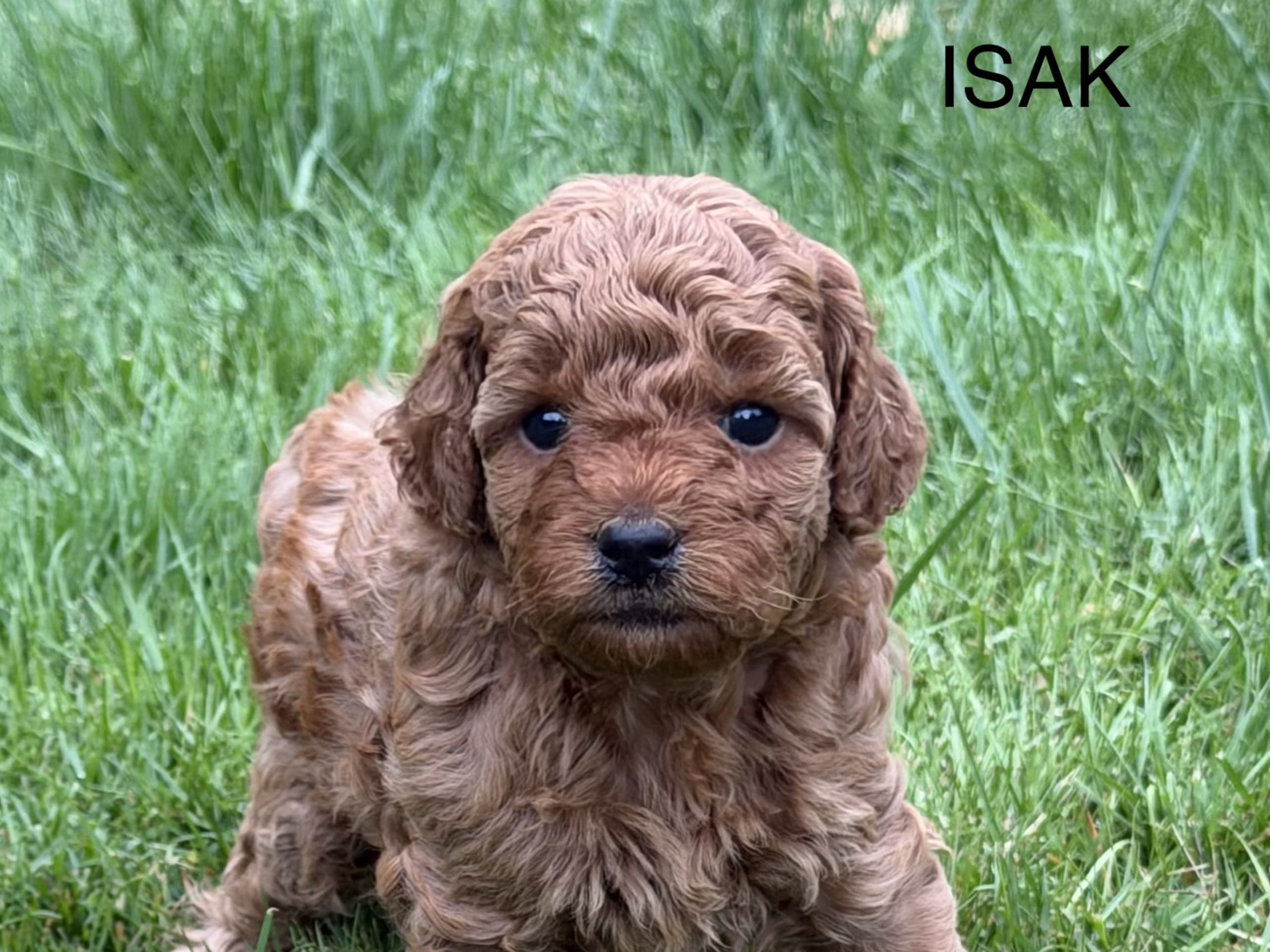Miniature Poodle · örkelljunga · Mr Singh
