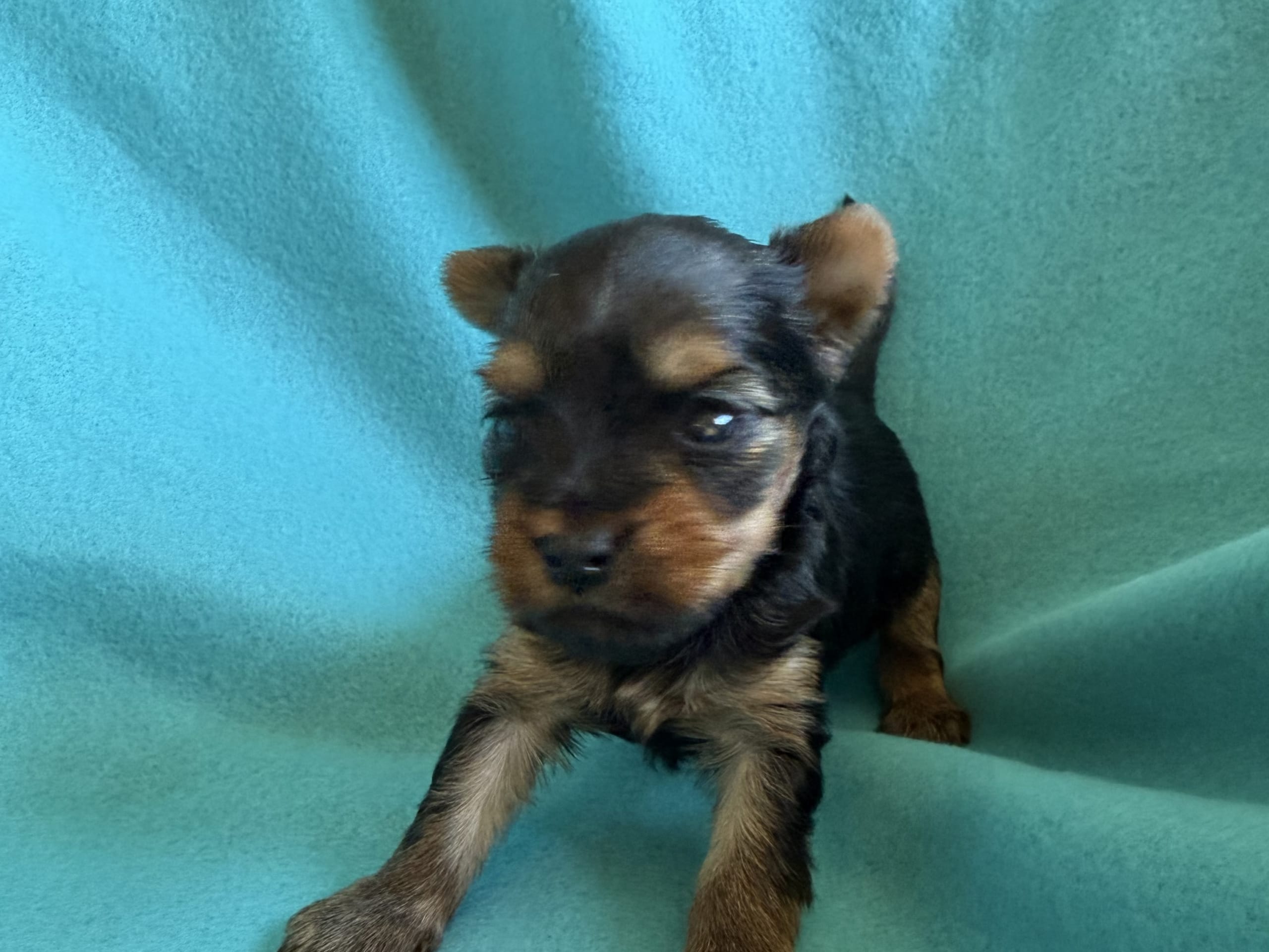 Yorkshireterrier · Tumba · Patricia P.