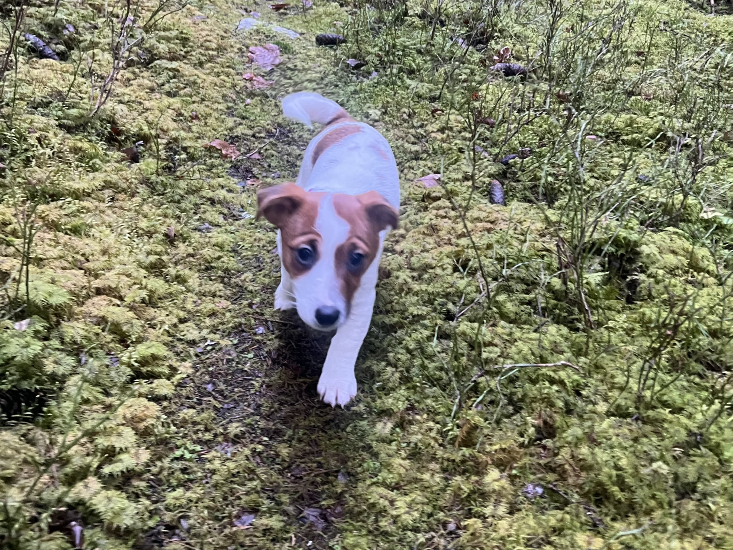 Jack russell terrier