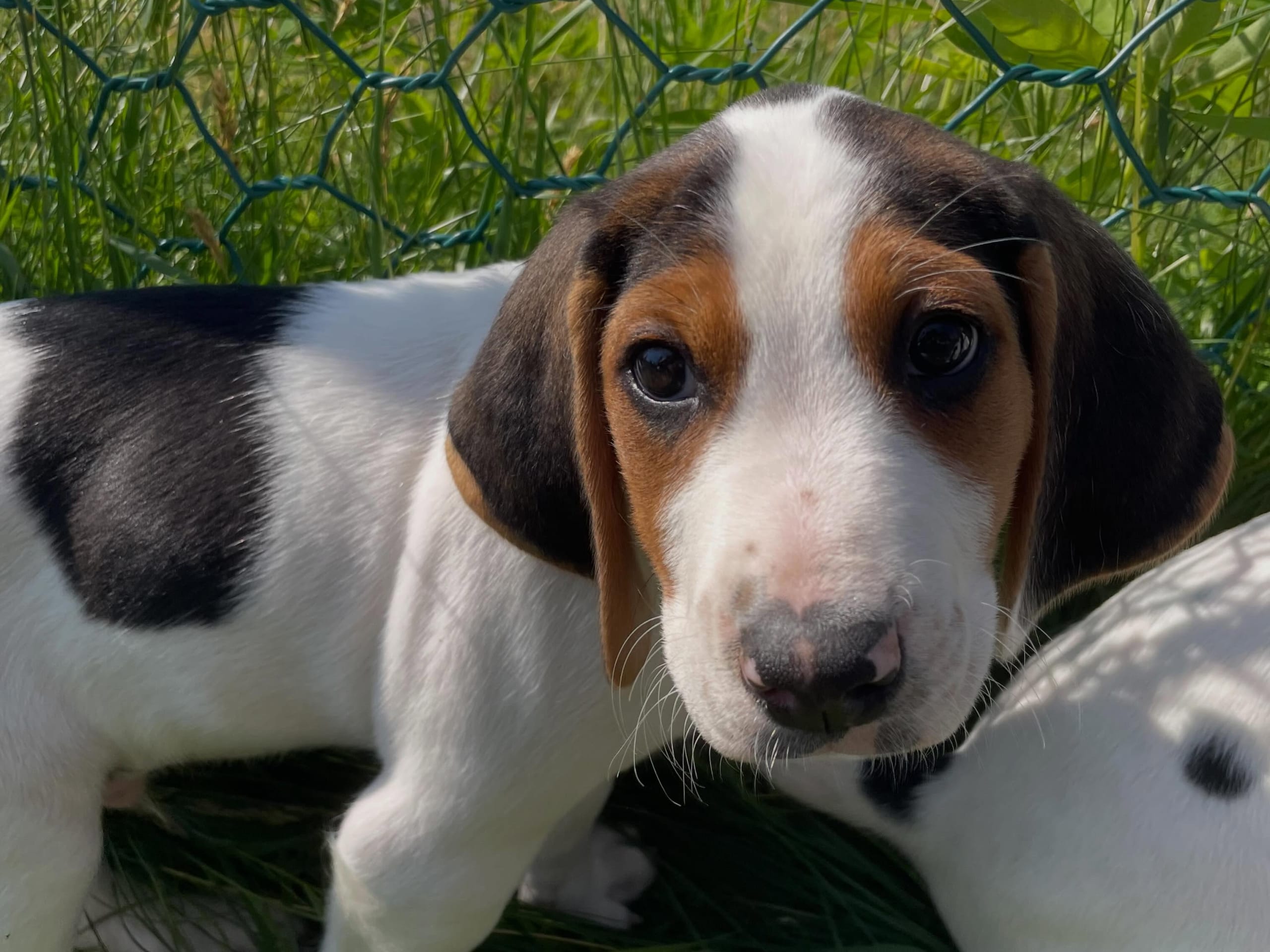 Halden Hound (Haldenstøver)