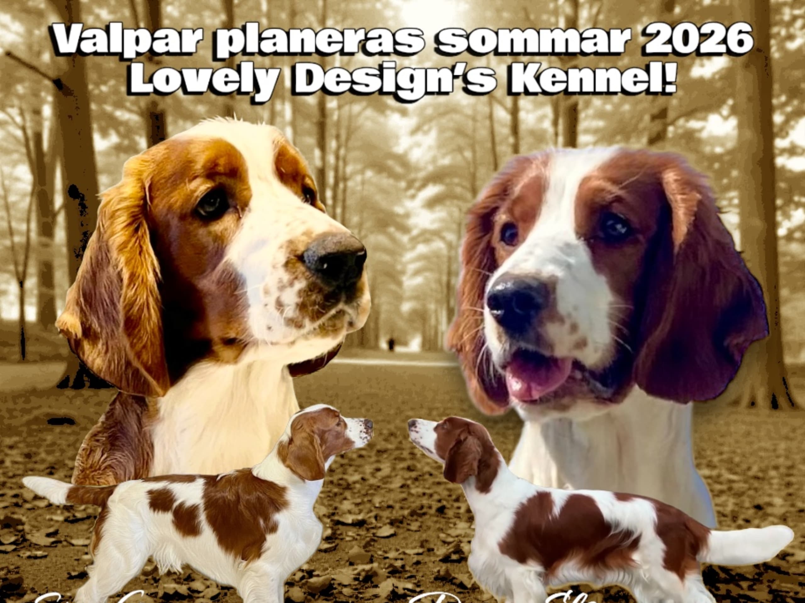 Welsh springer spaniel