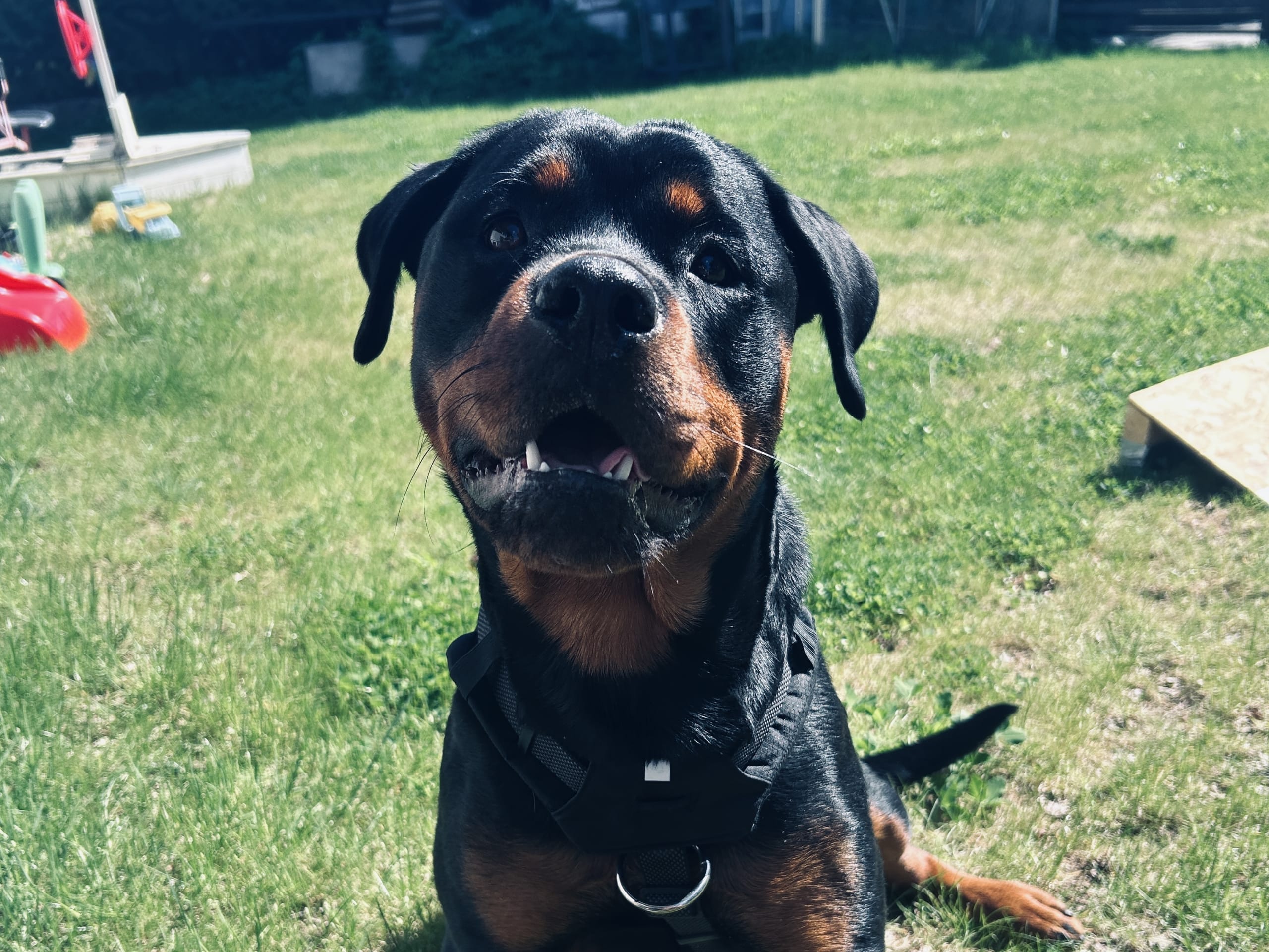 Rottweiler · Eksjö · sofia l.