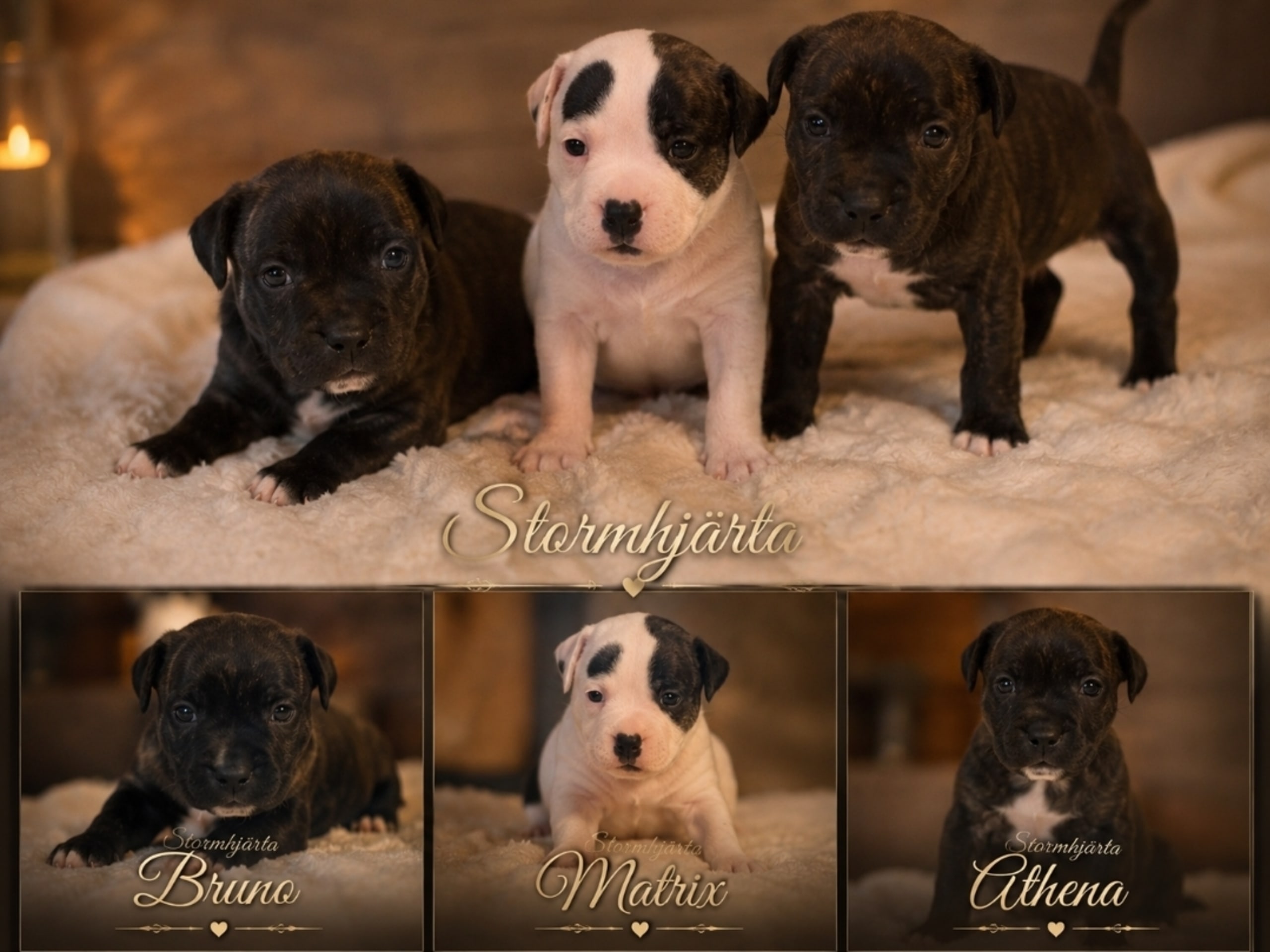 Staffordshire bullterrier · Lillkyrka · Stormhjärta