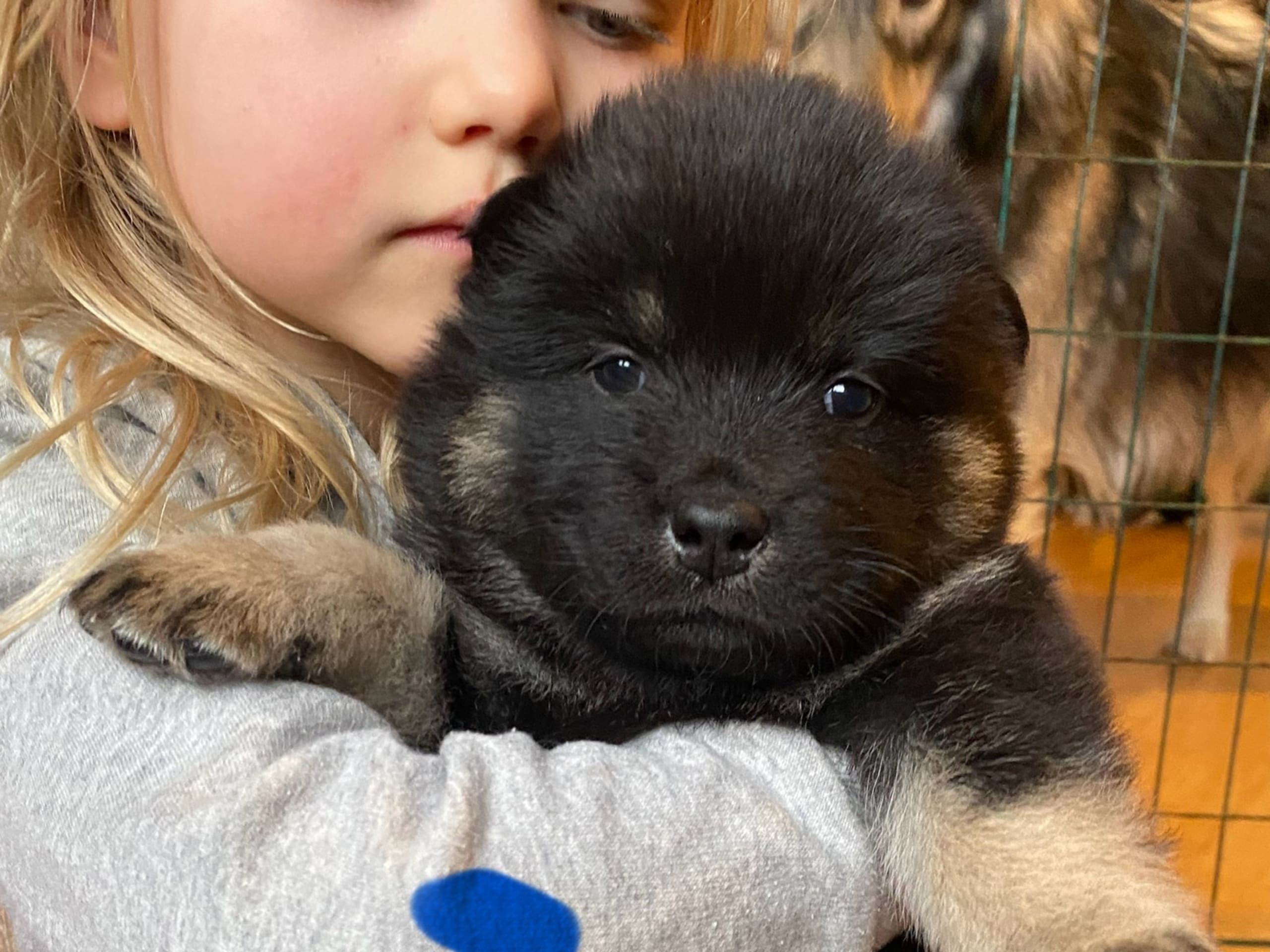 Eurasier