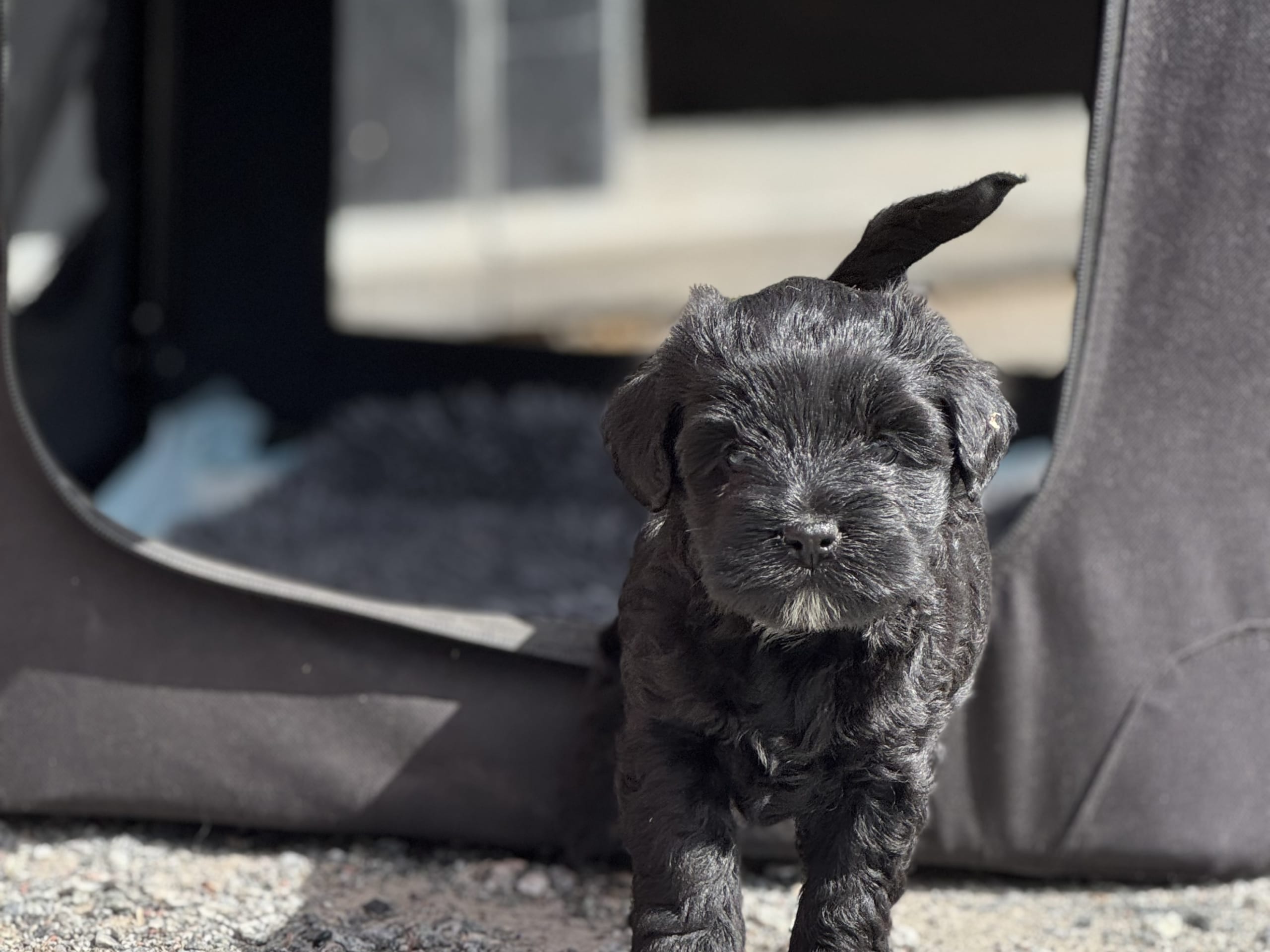 Tibetansk terrier