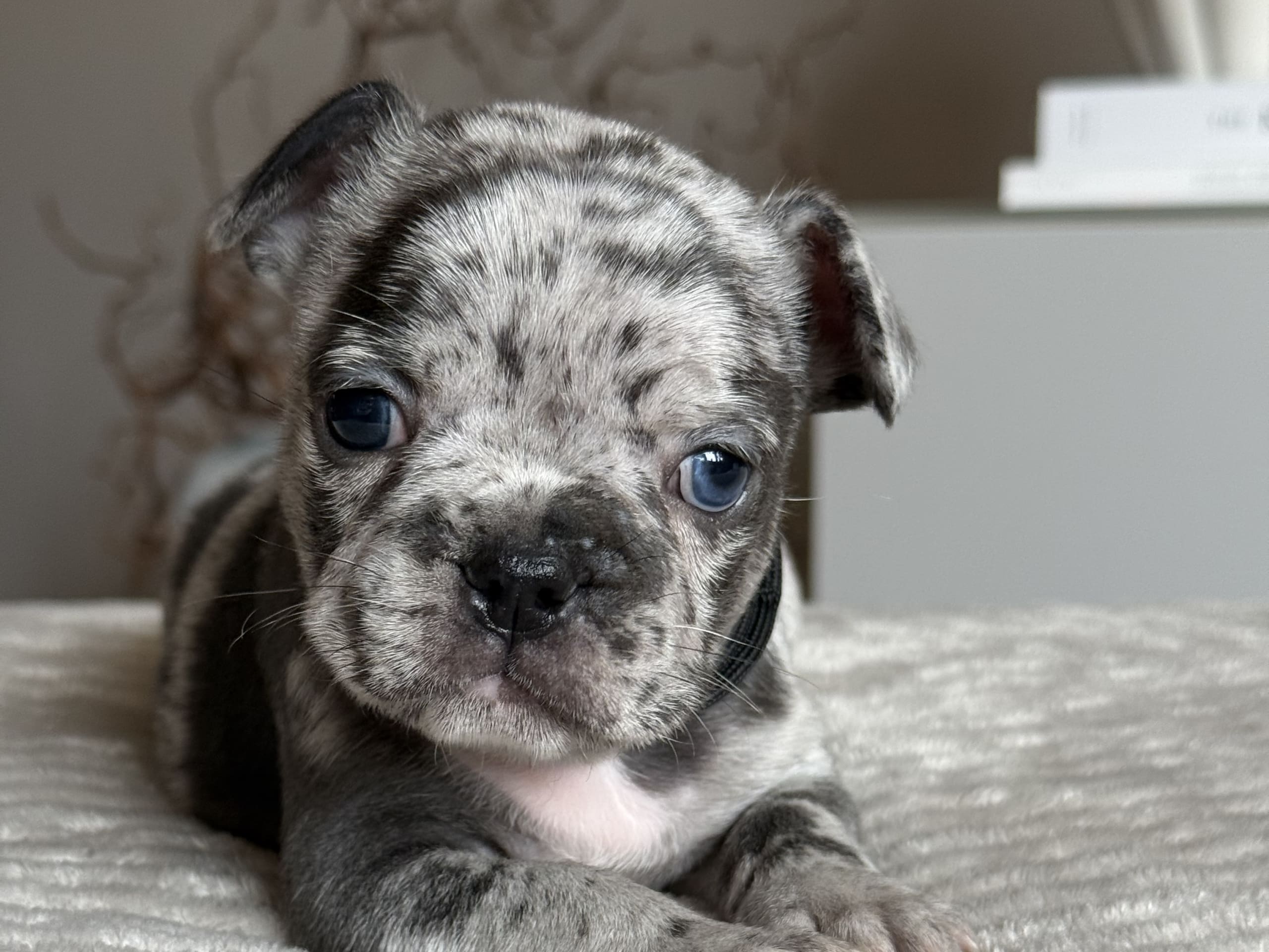 Fransk bulldogg · Malmö · Tracy D.