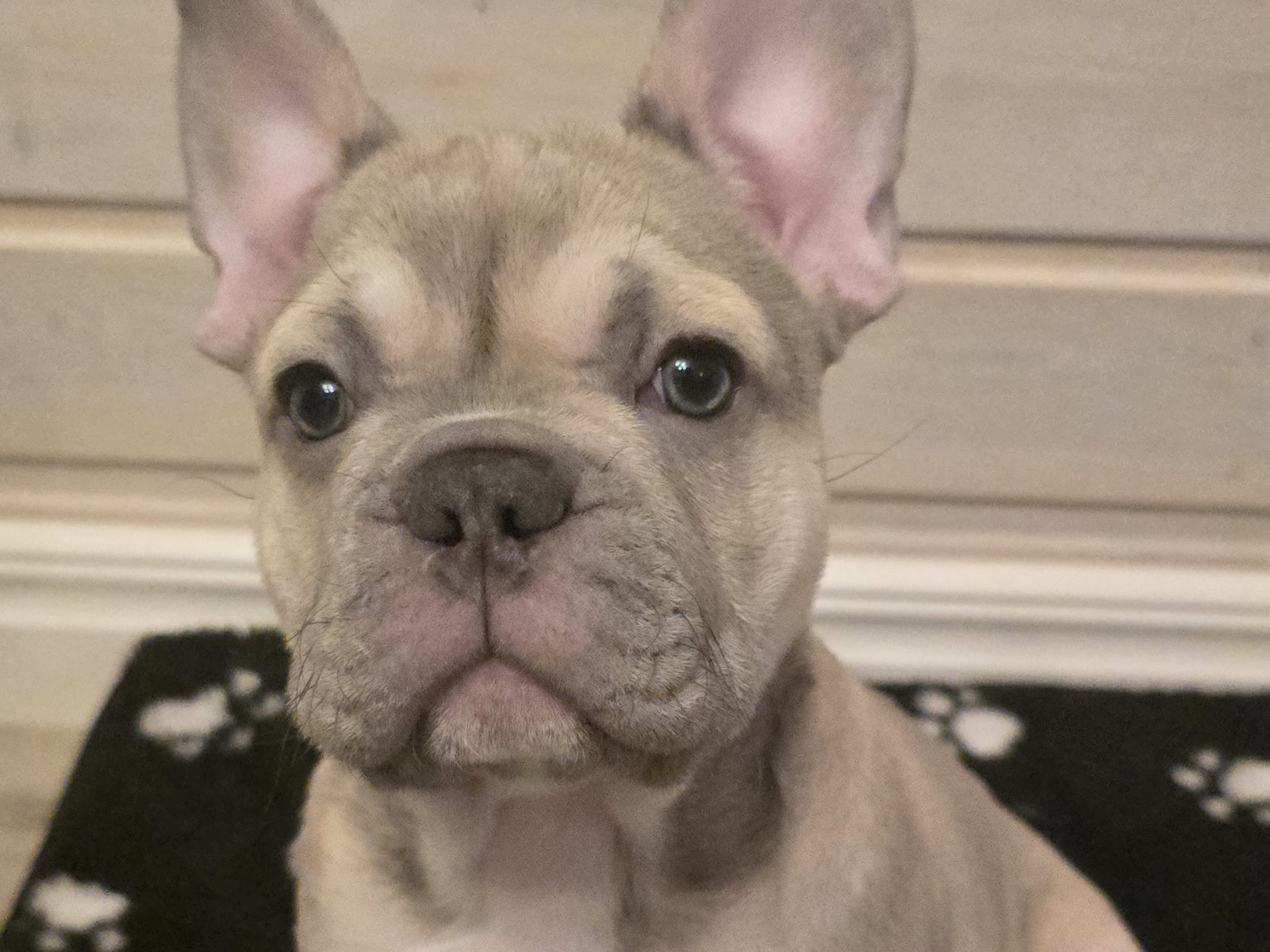 Fransk bulldogg