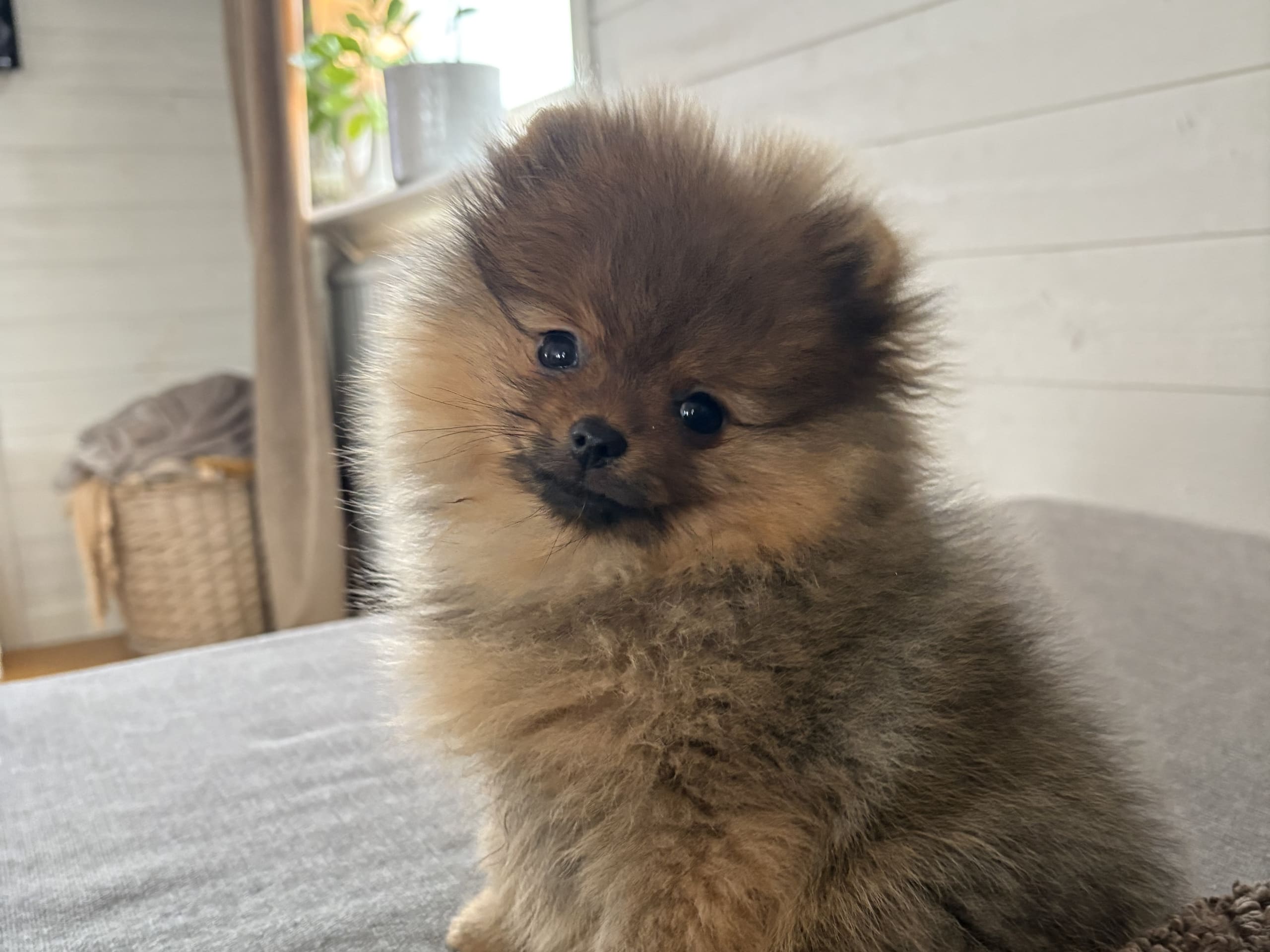 Pomeranian