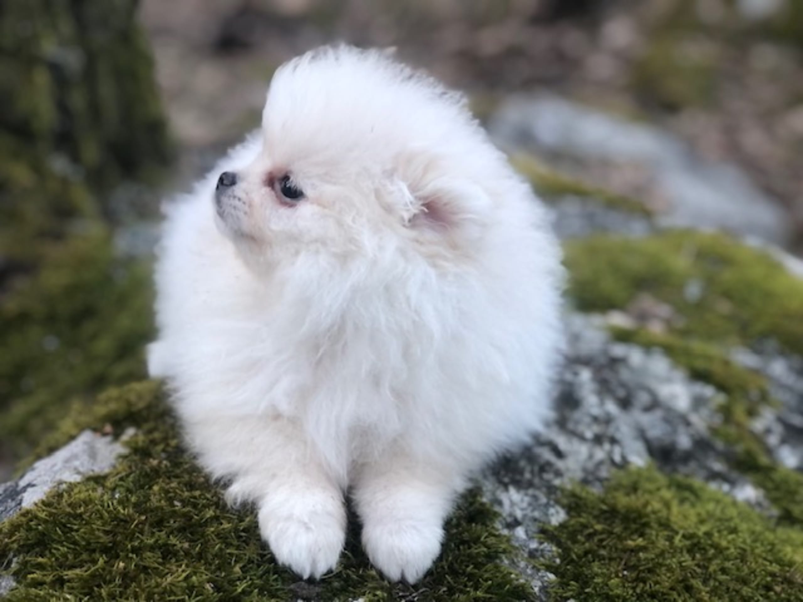 Pomeranian · Stockholm · Fluffers
