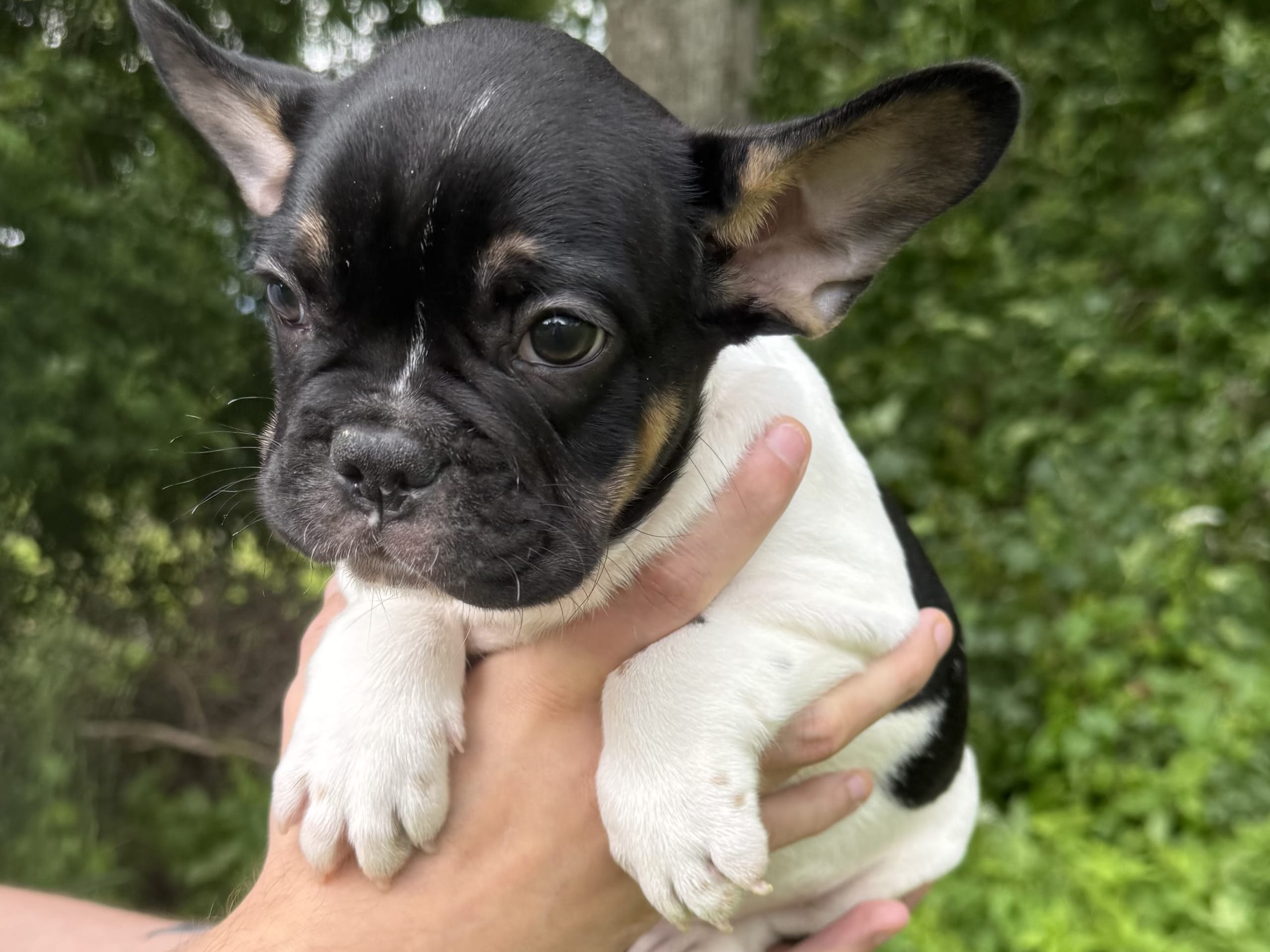 French Bulldog · Knäred · Pontiacbulldogs