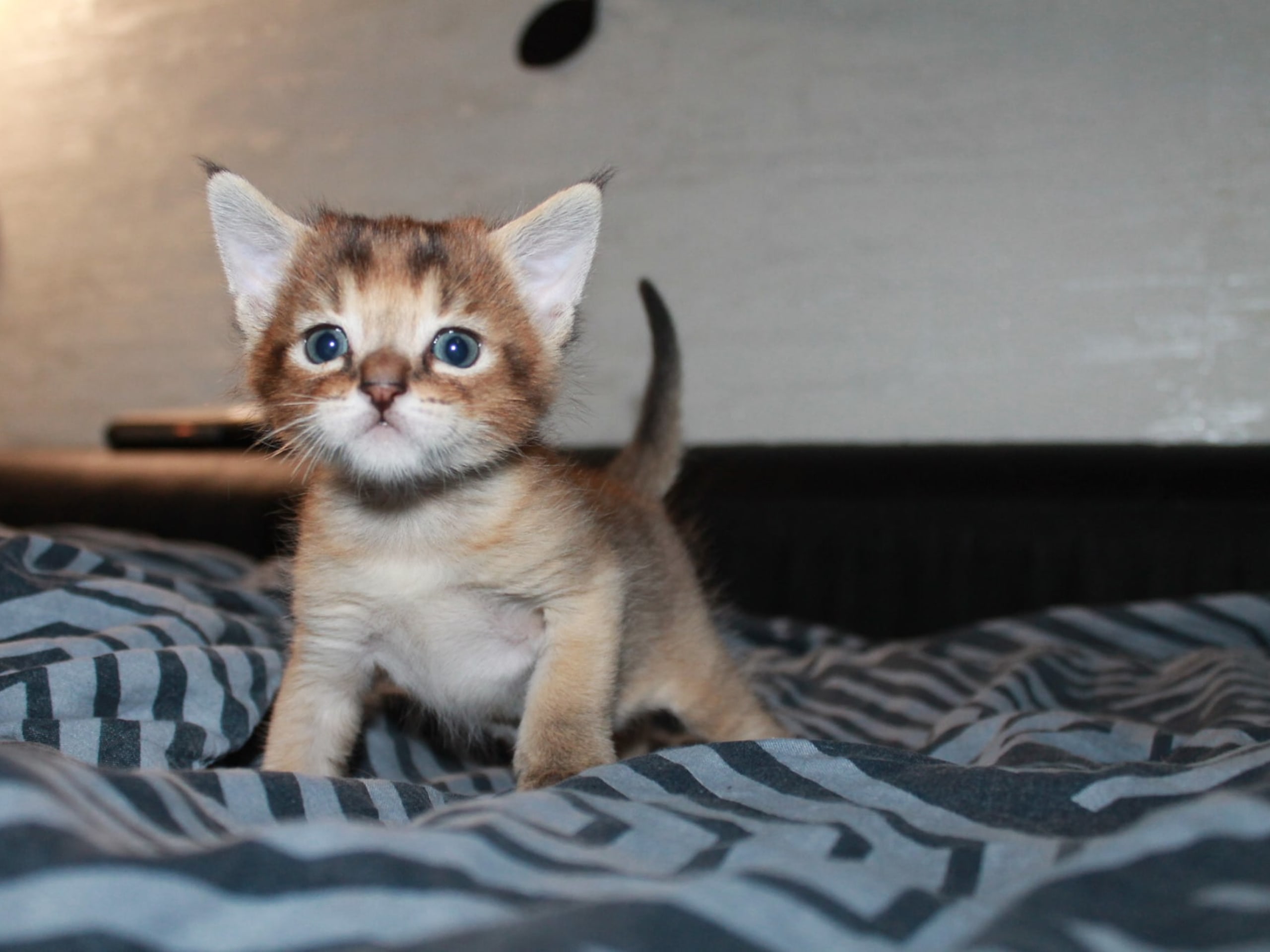 Exotic Shorthair