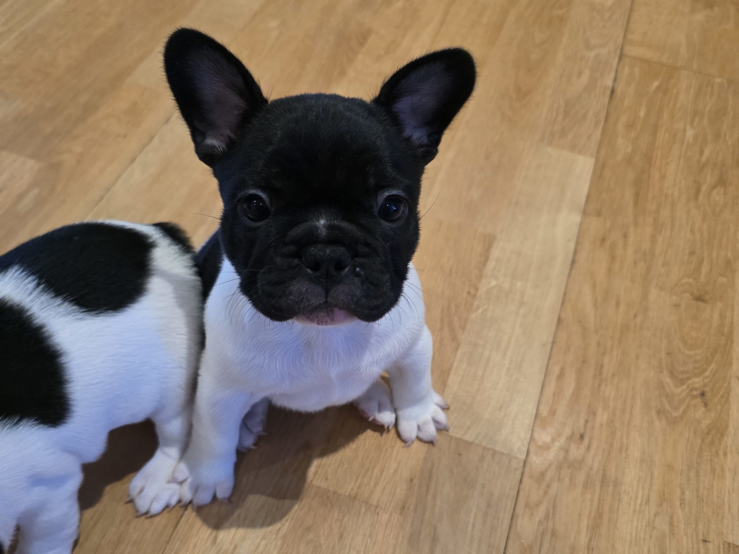 Fransk bulldogg