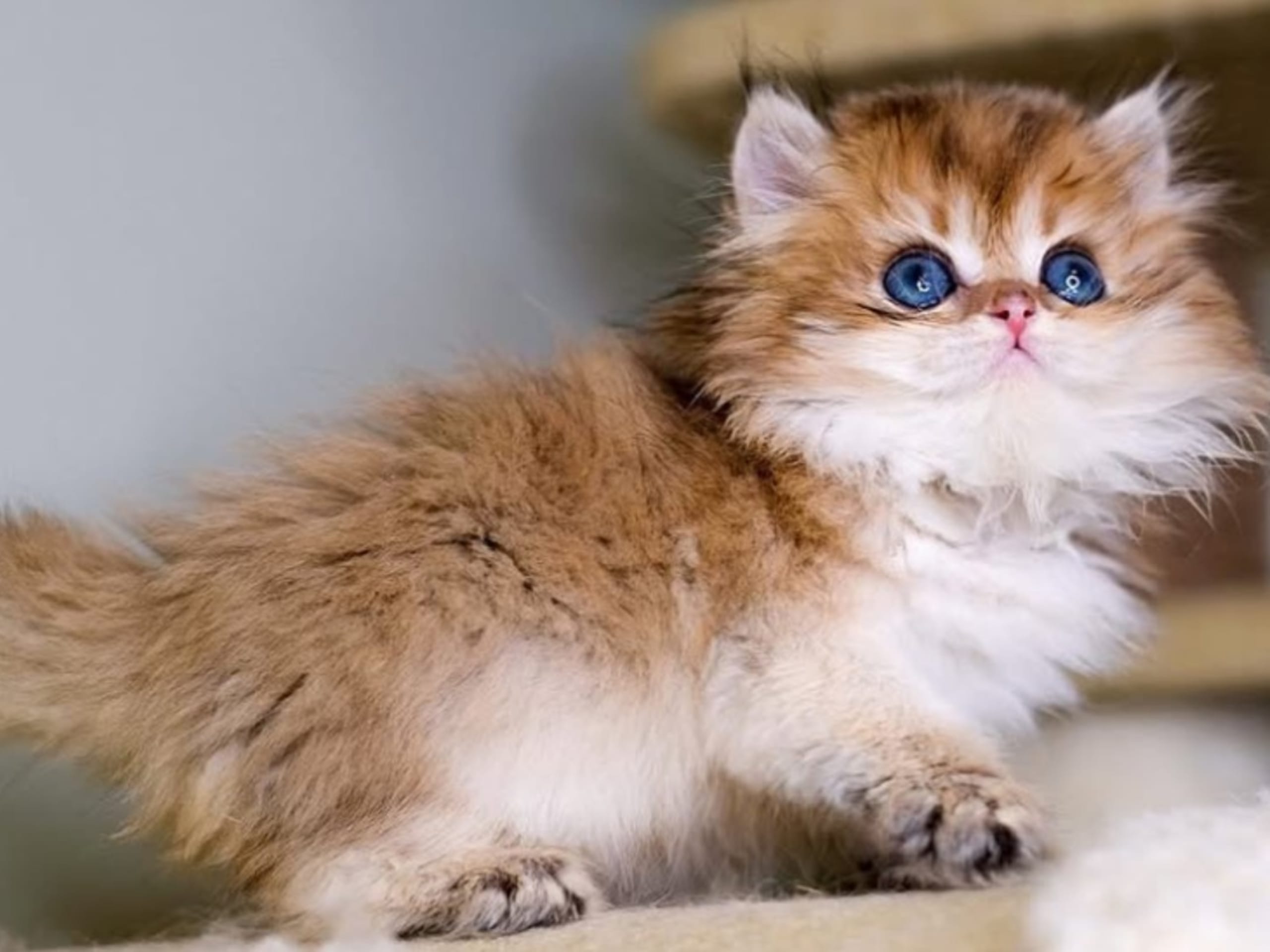 British Longhair · Tungelsta · Lolita