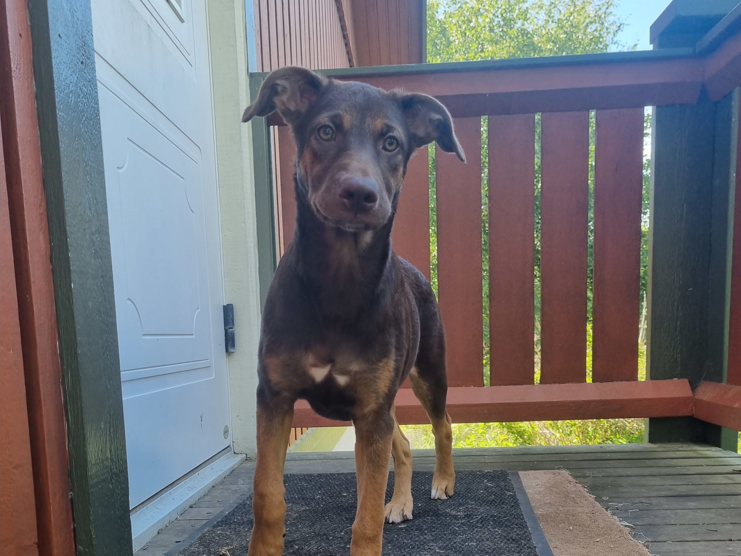 Xoloitzcuintle