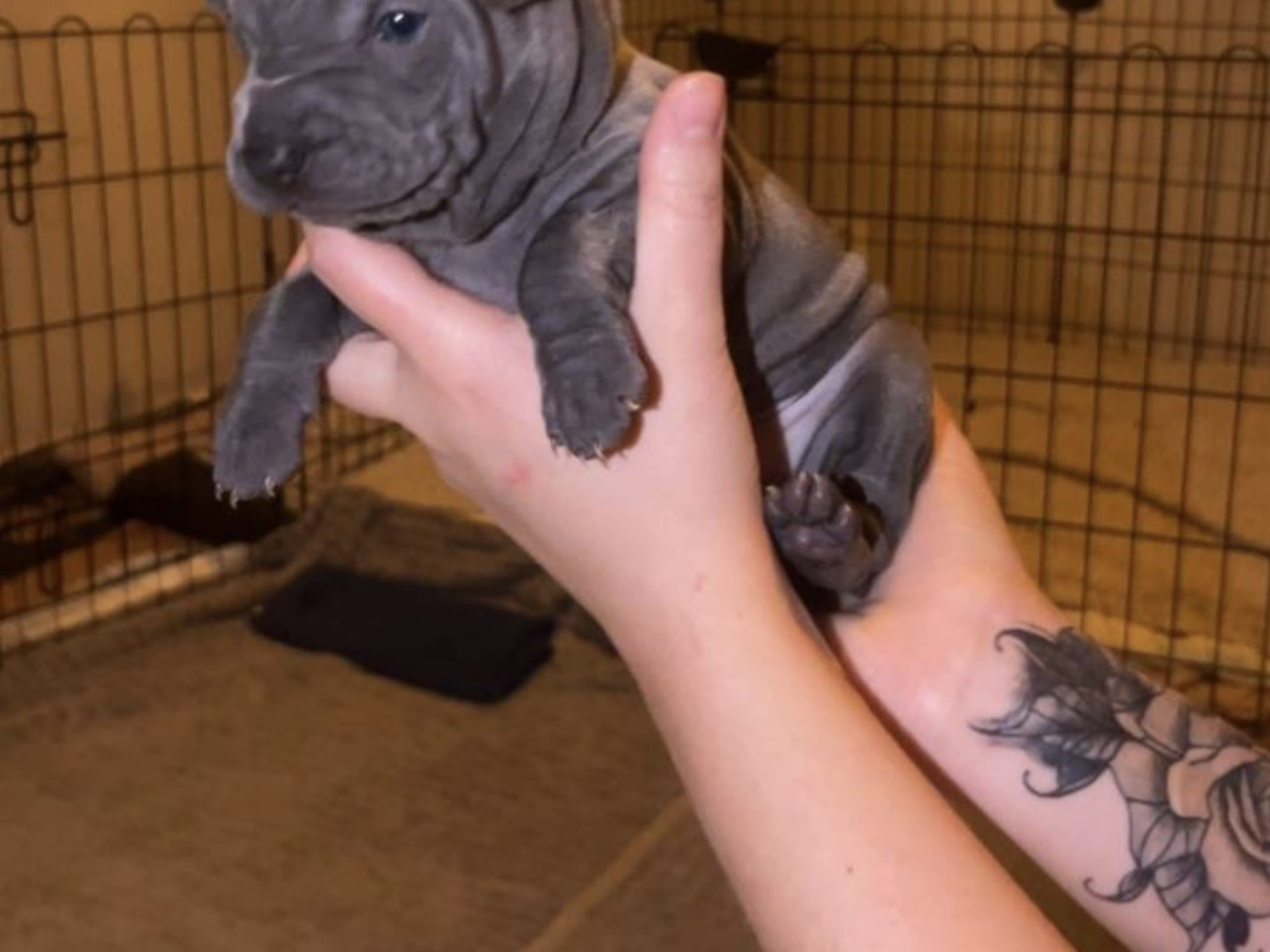 Thai ridgeback dog