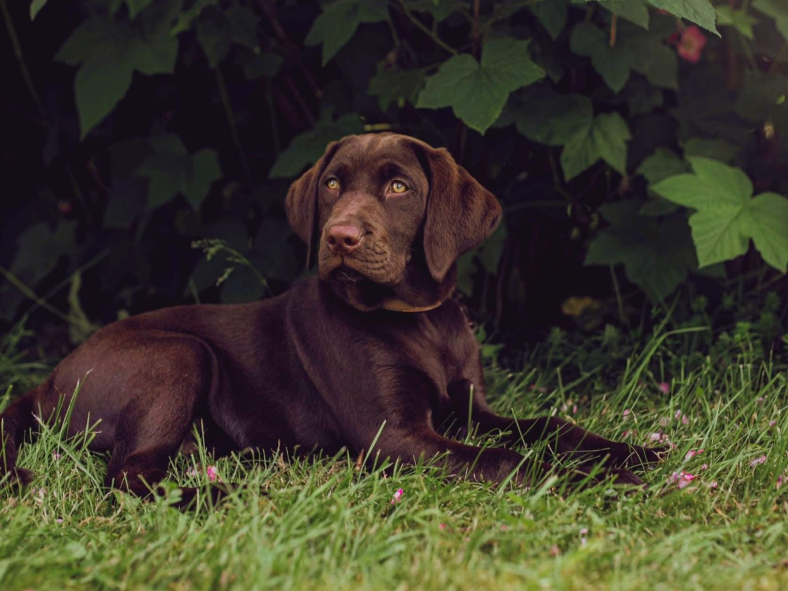 Labrador Retriever · Mariestad · Värmdö kennel