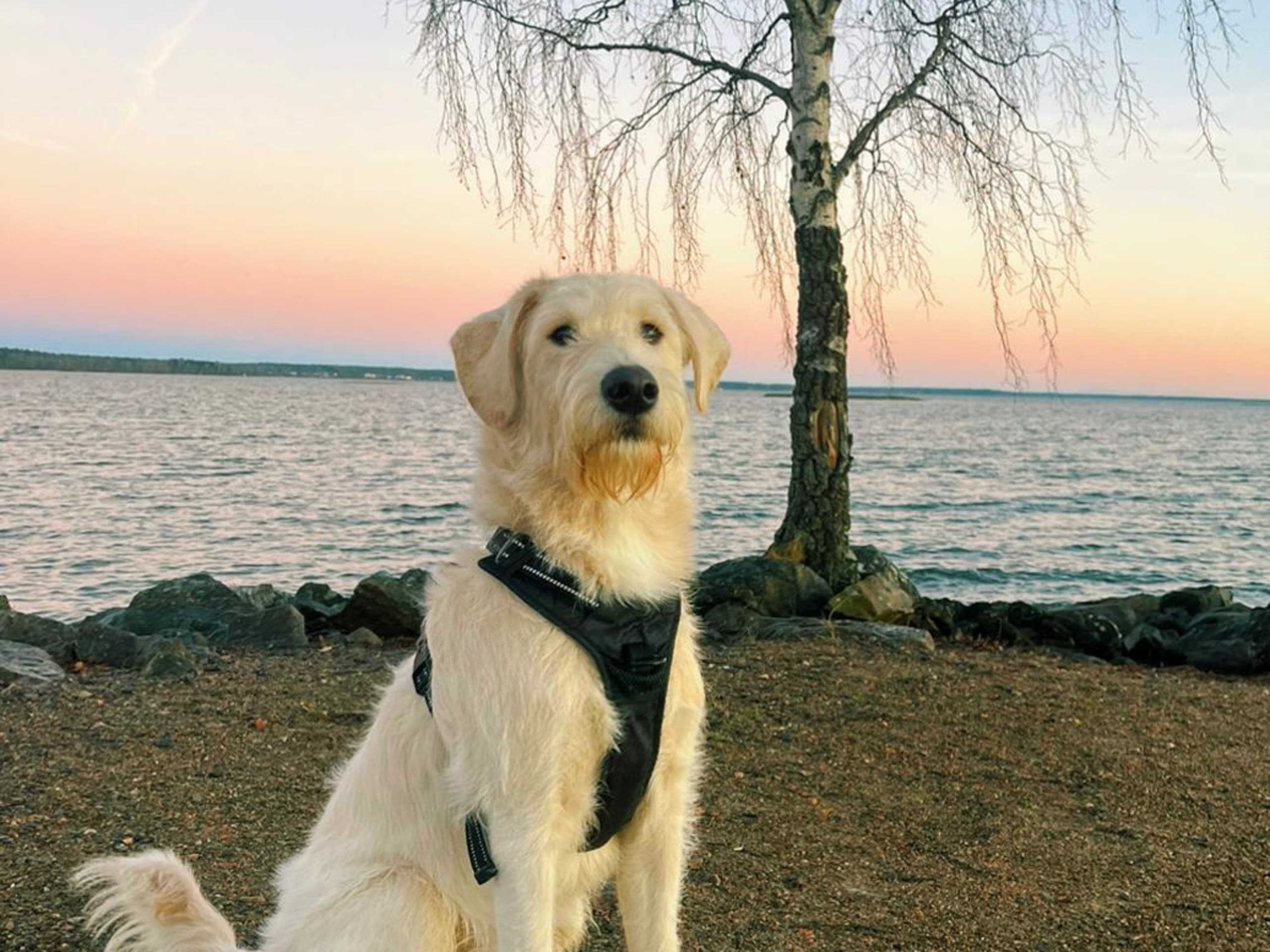 Labradoodle