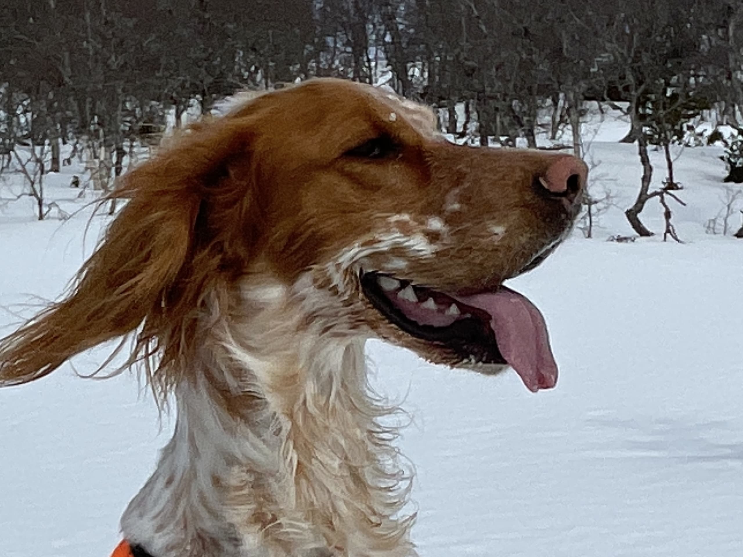 Engelsk setter
