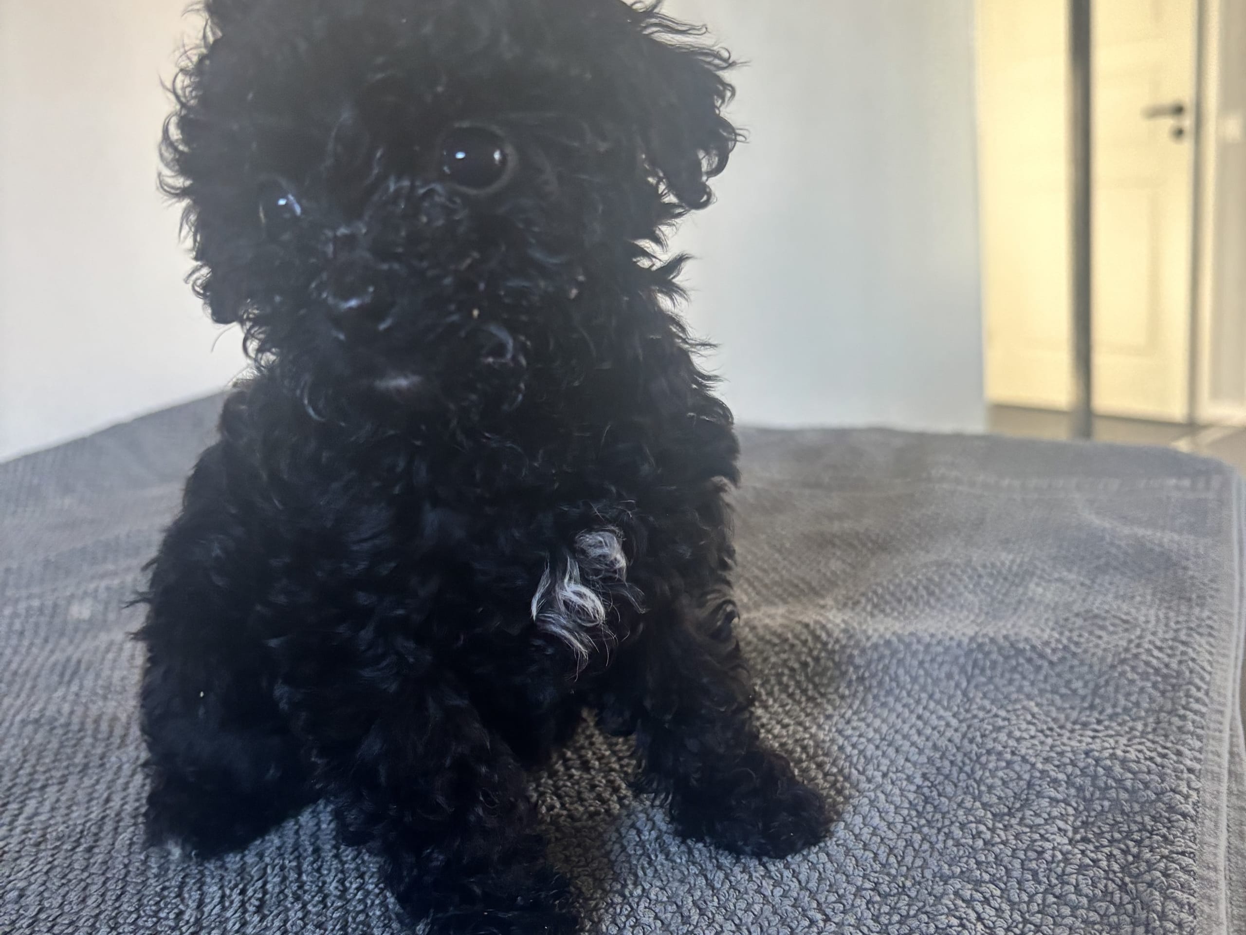 Shihpoo · Klippan · Shihpoo