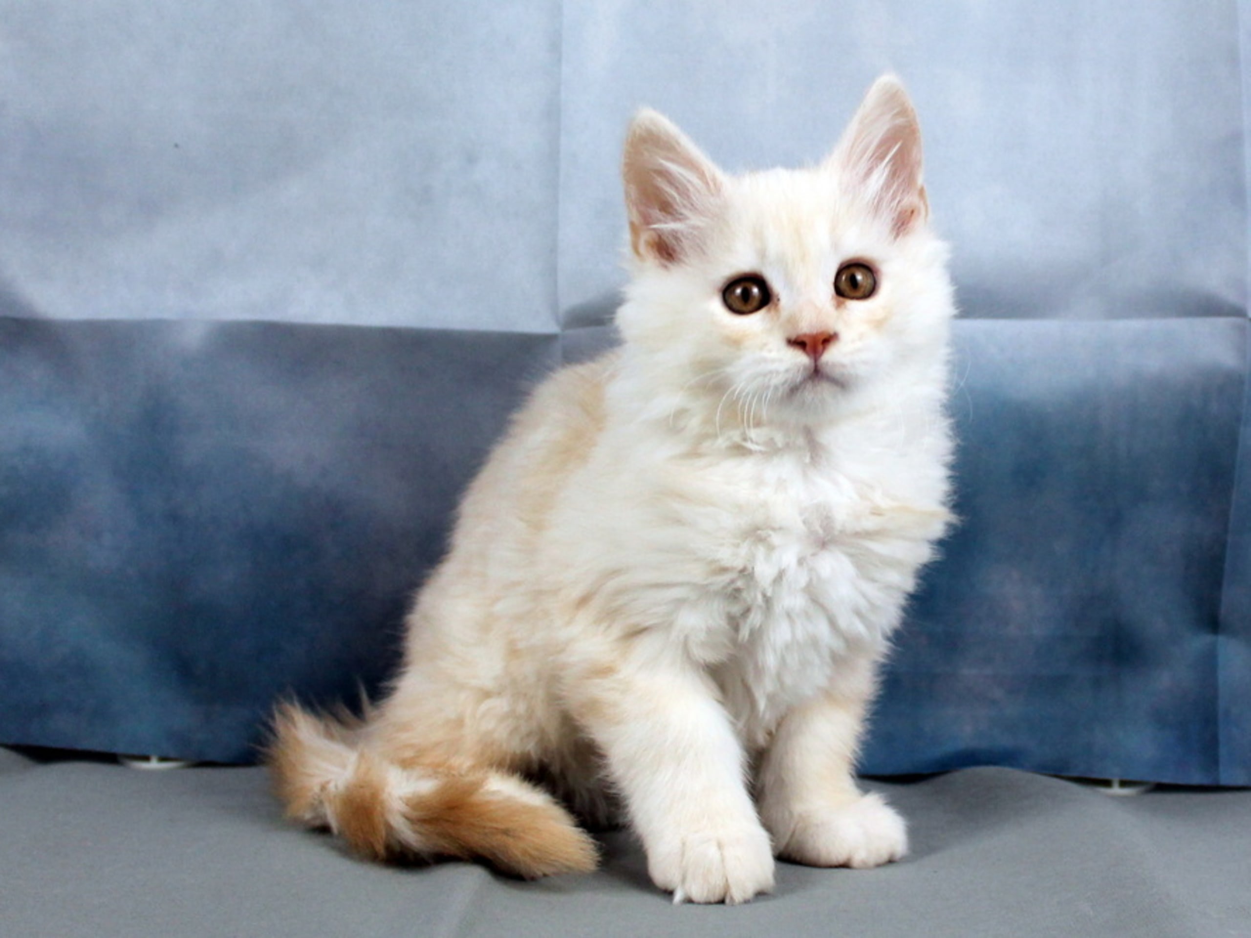 Maine Coon