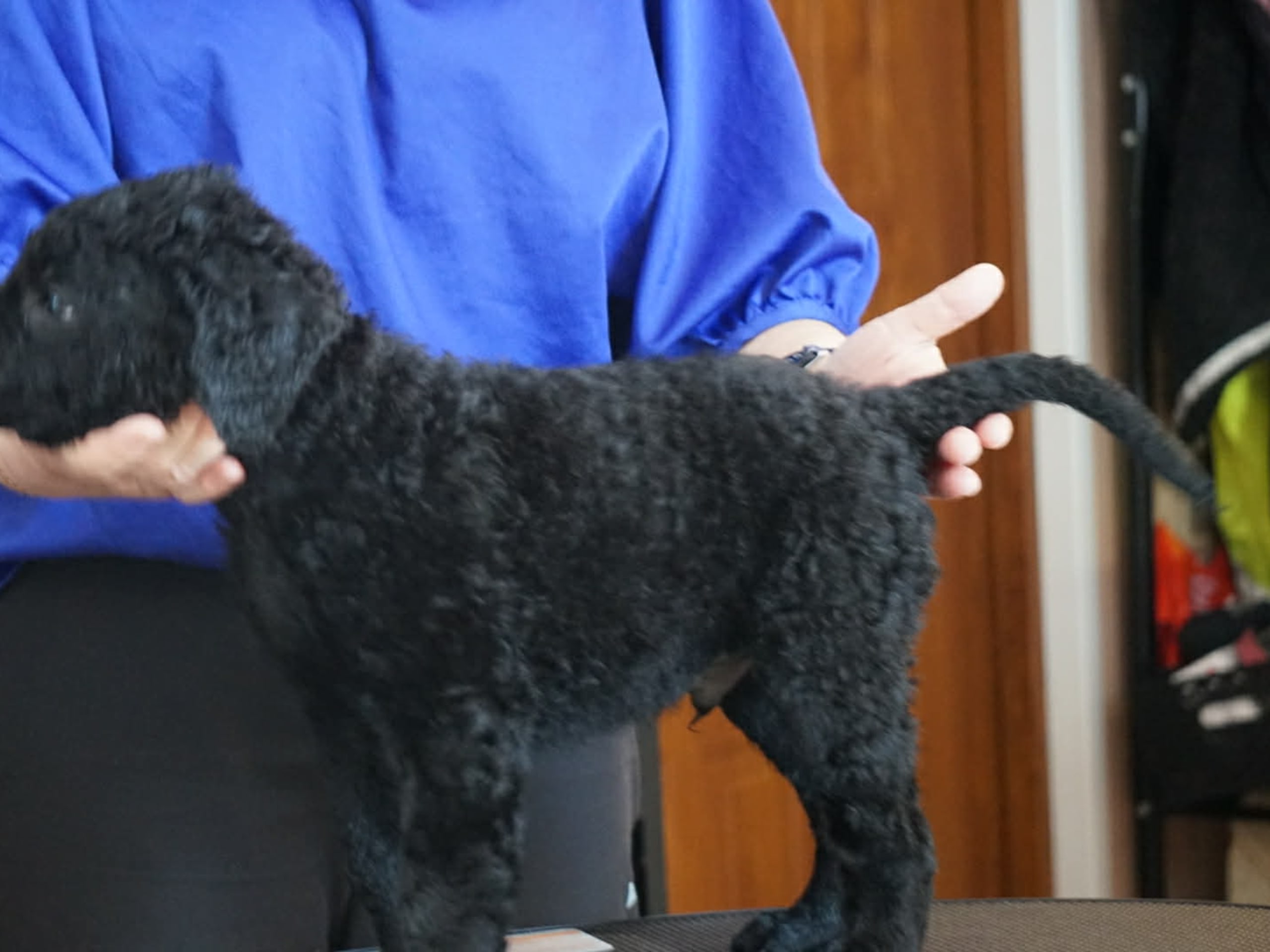 Curly coated retriever