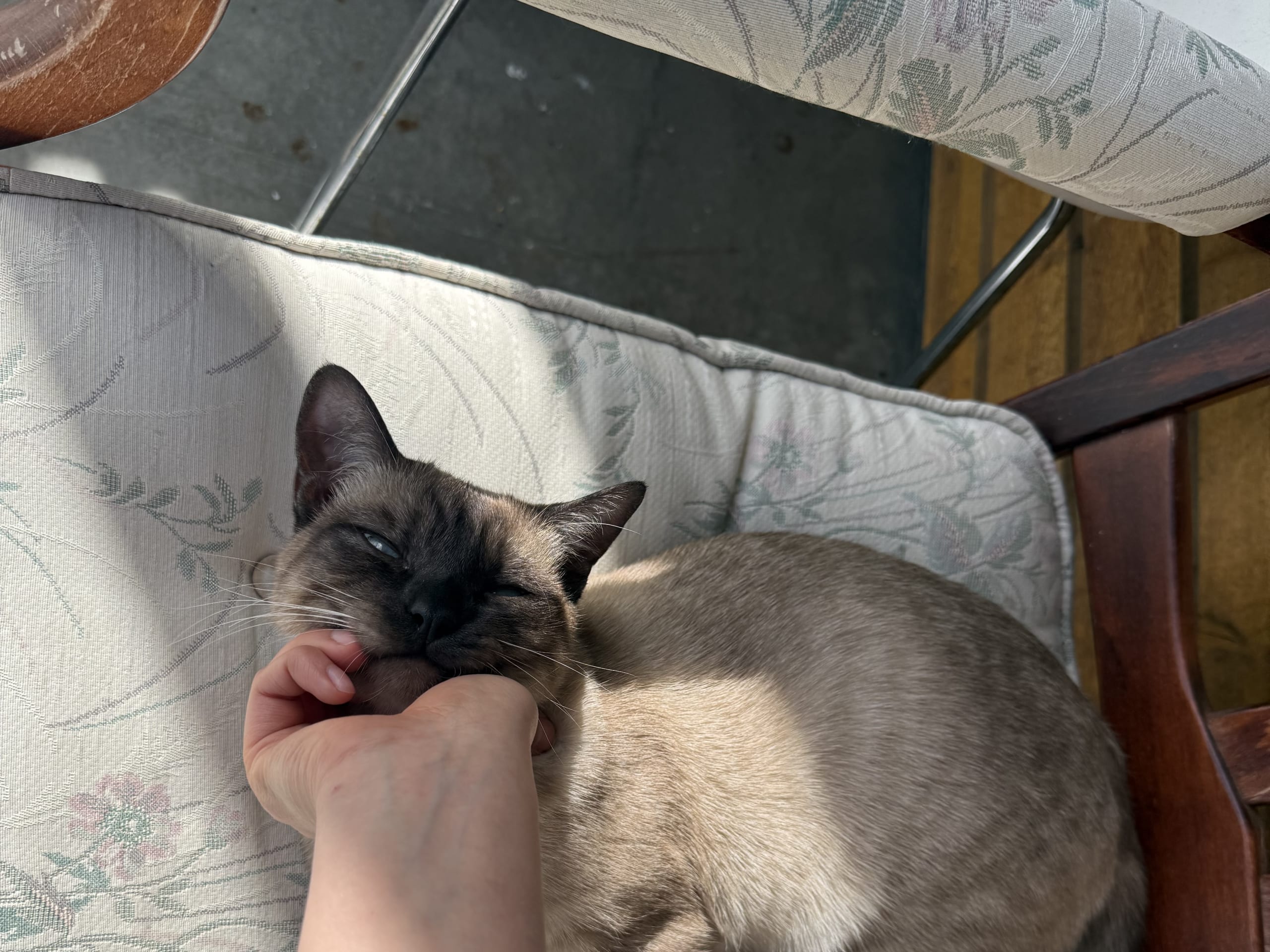 Ragdoll · Växjö · Bayan J.