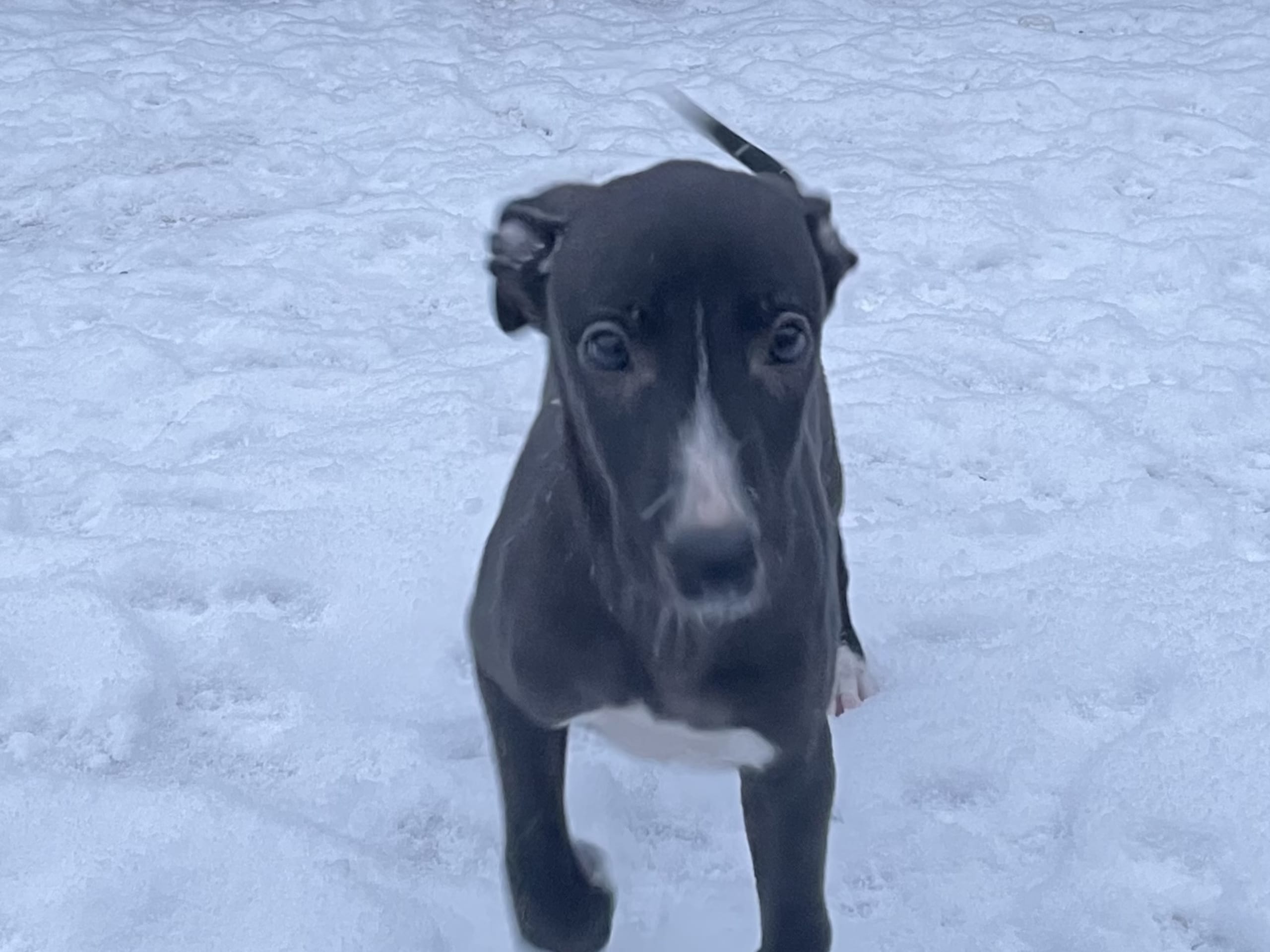 Whippet