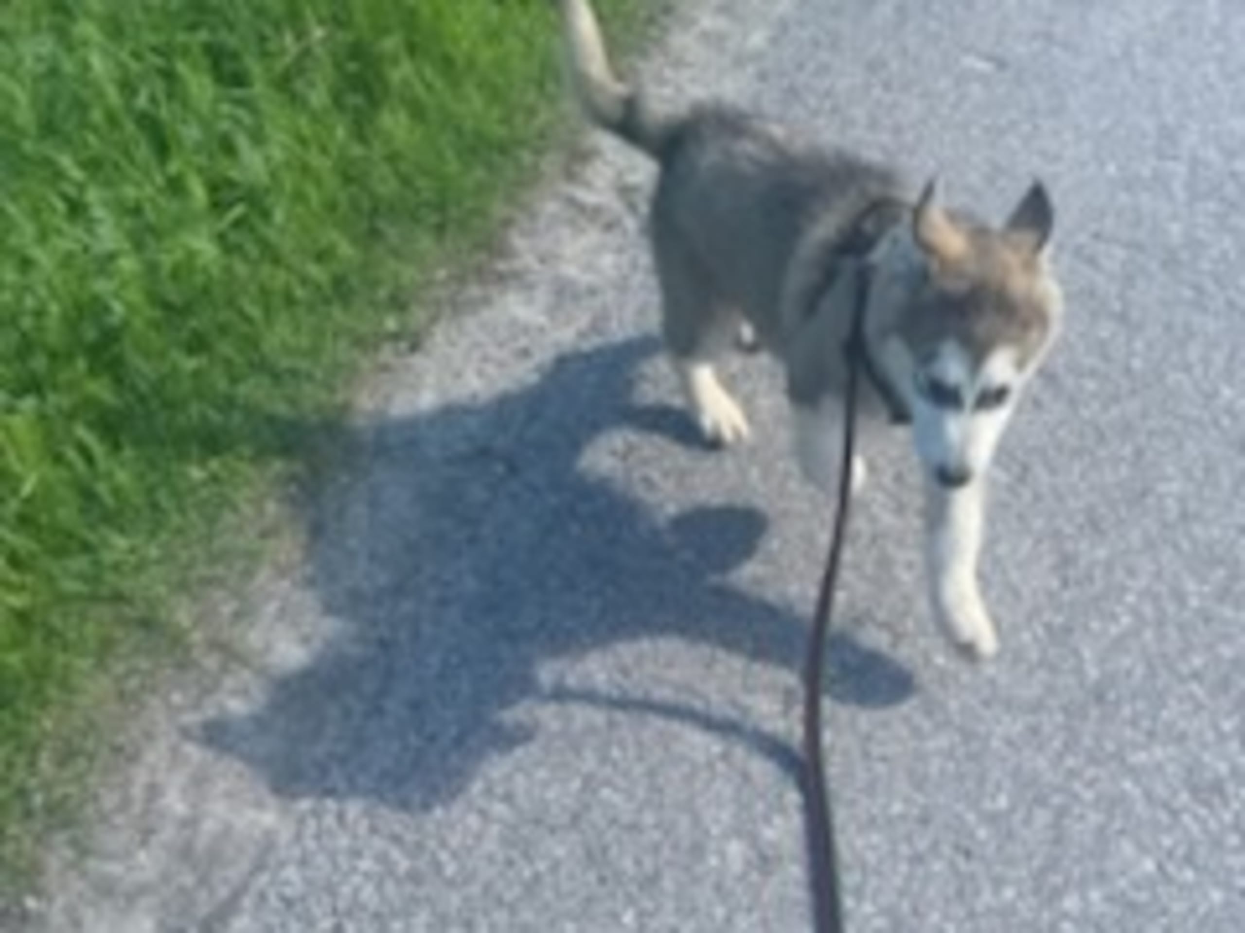 Alaskan malamute
