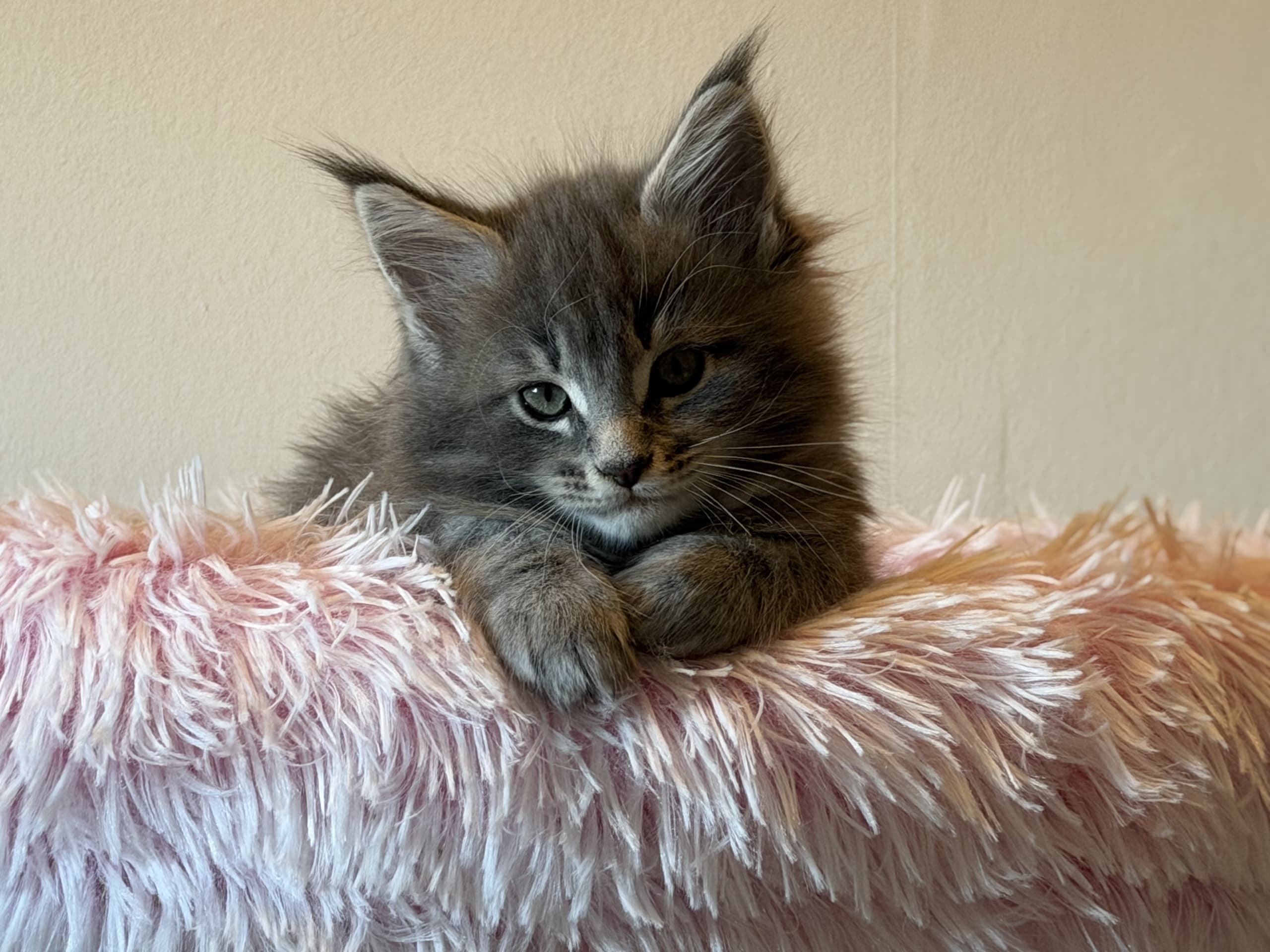 Maine Coon · Östra Ljungby · Höjden’s Lynx