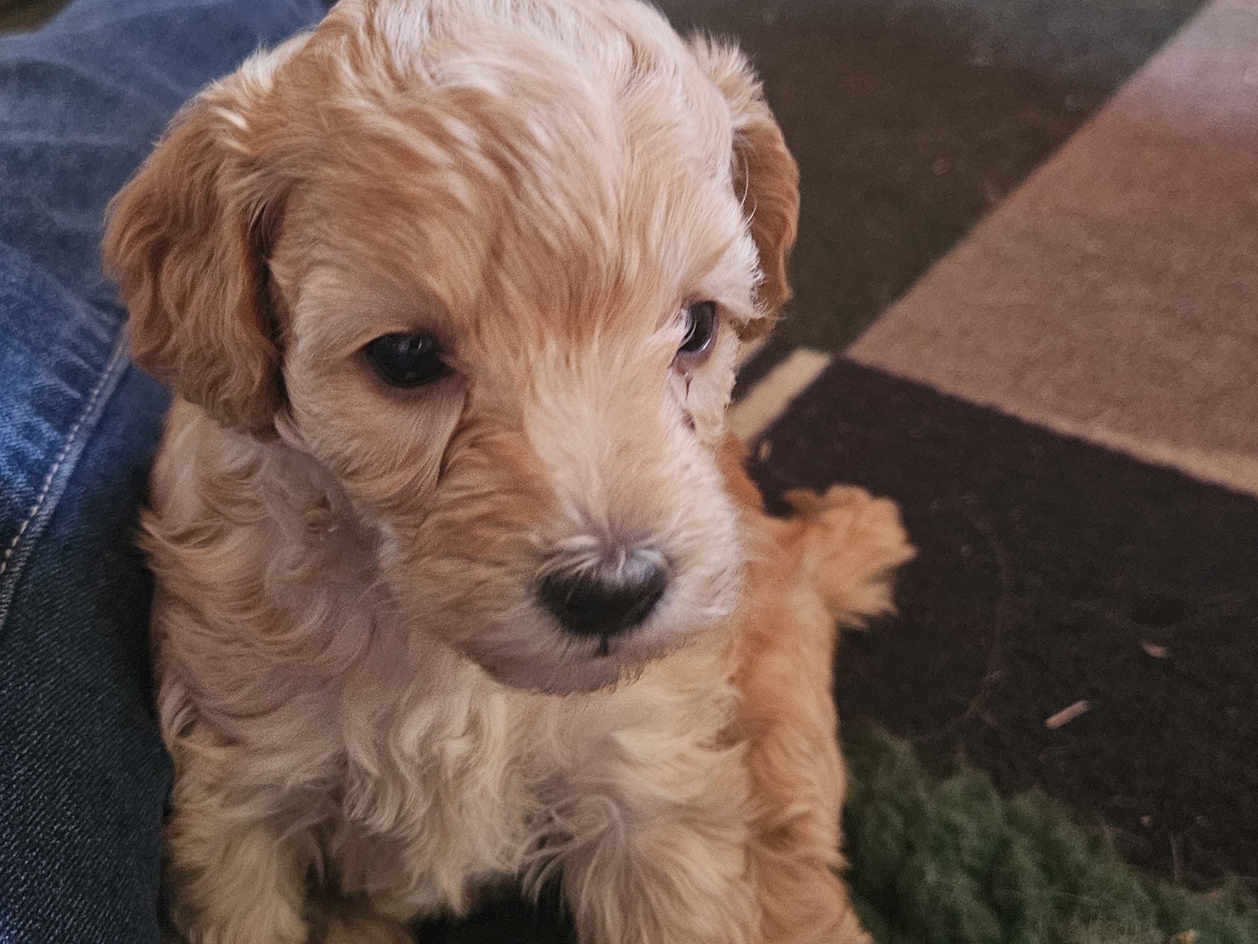 Cockerpoo