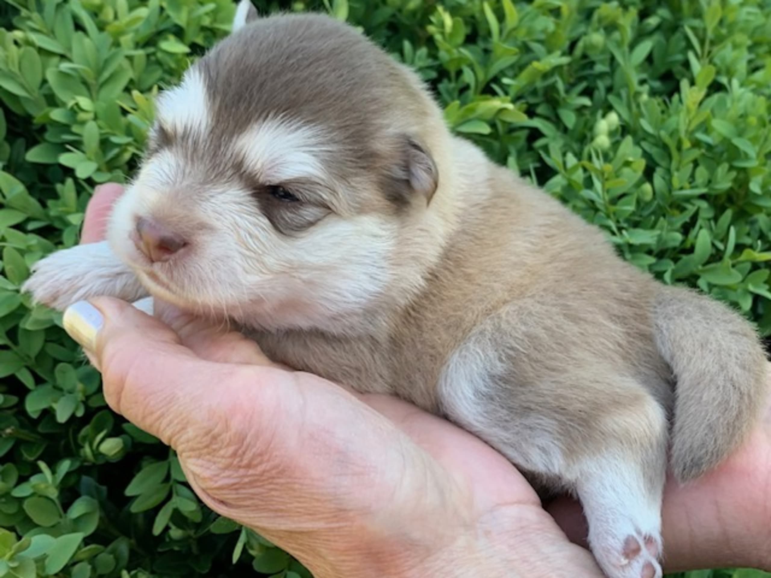 Finsk lapphund