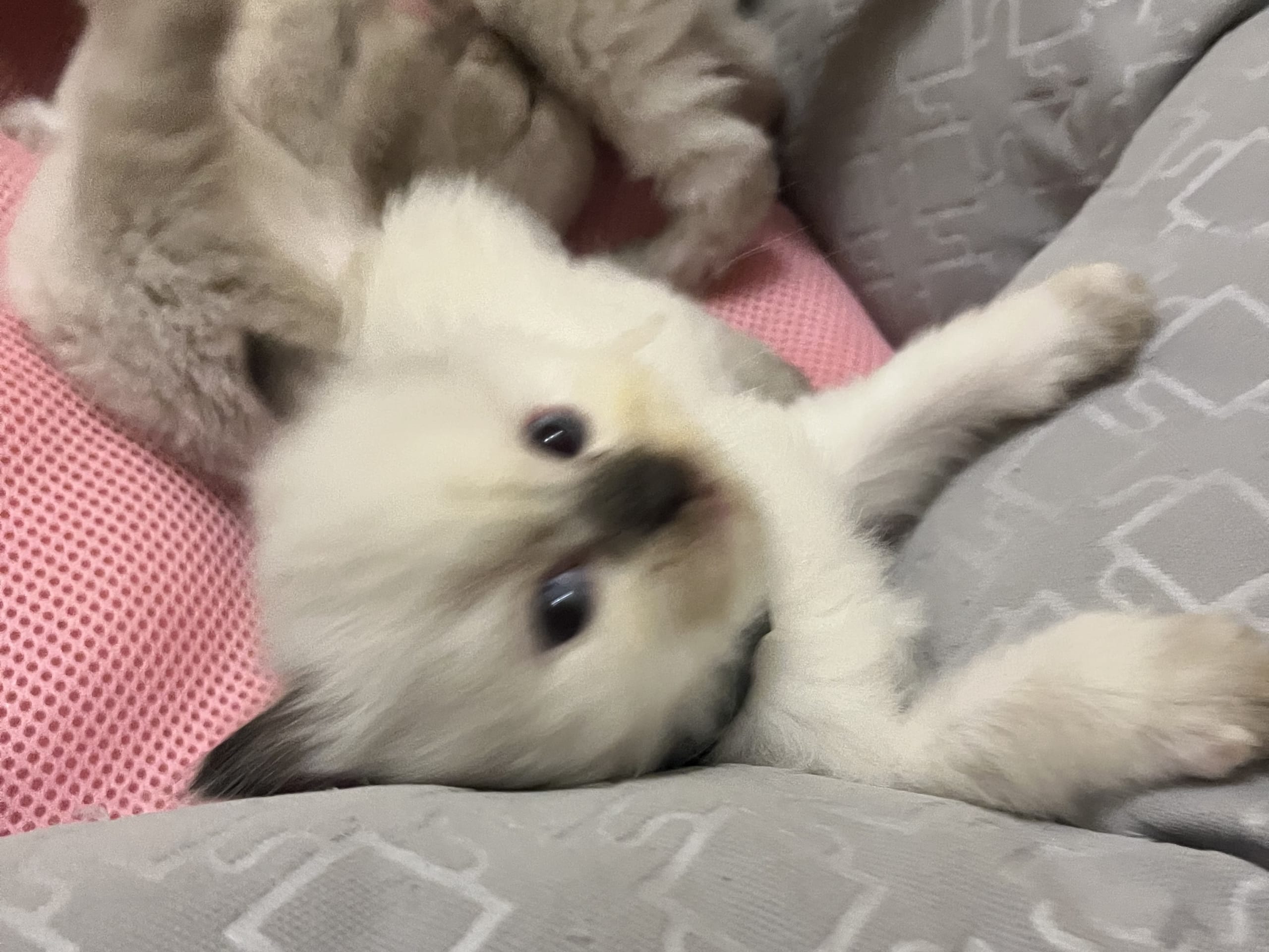 Ragdoll · Flen · Ali M.