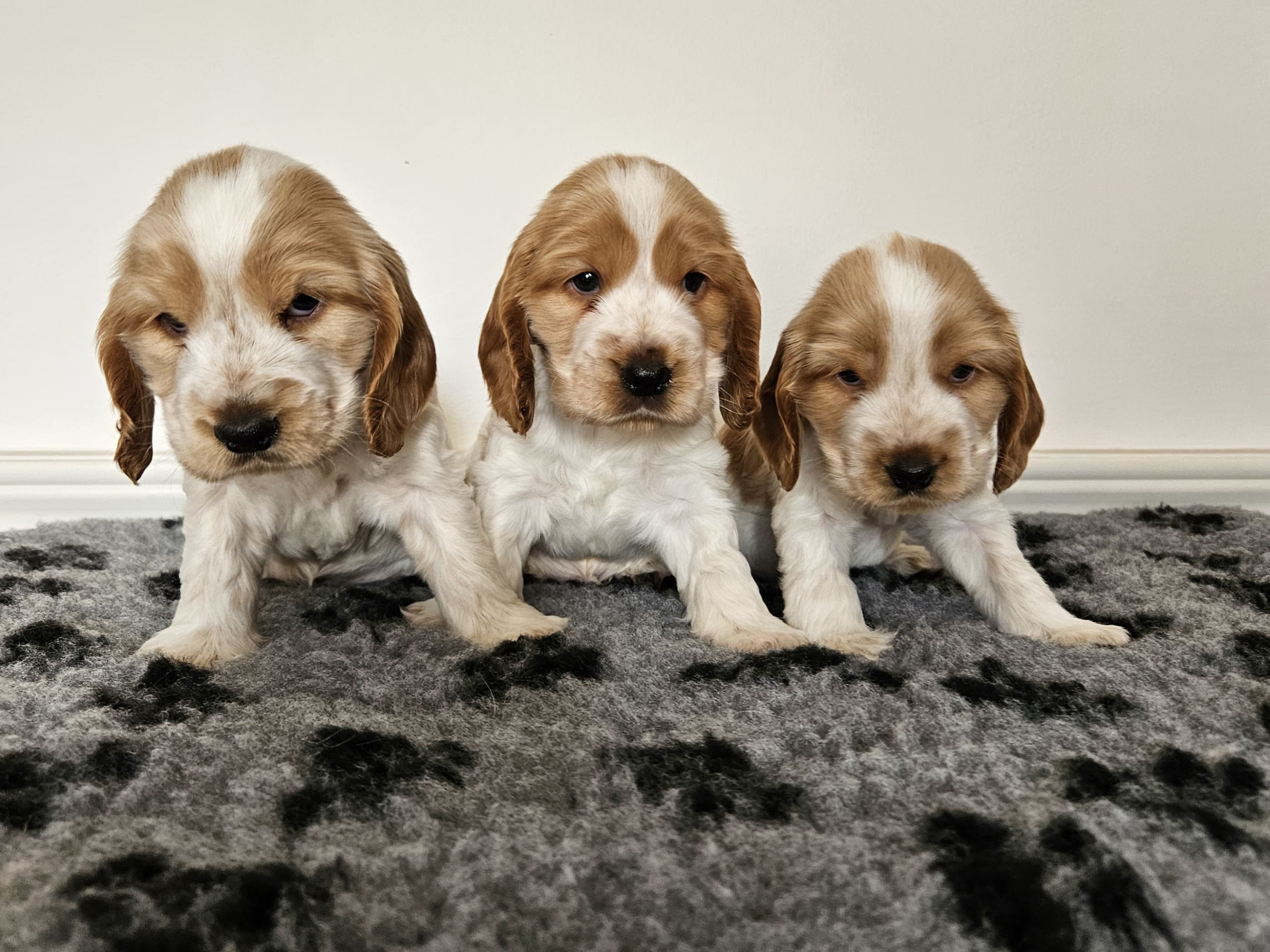 Cocker Spaniel