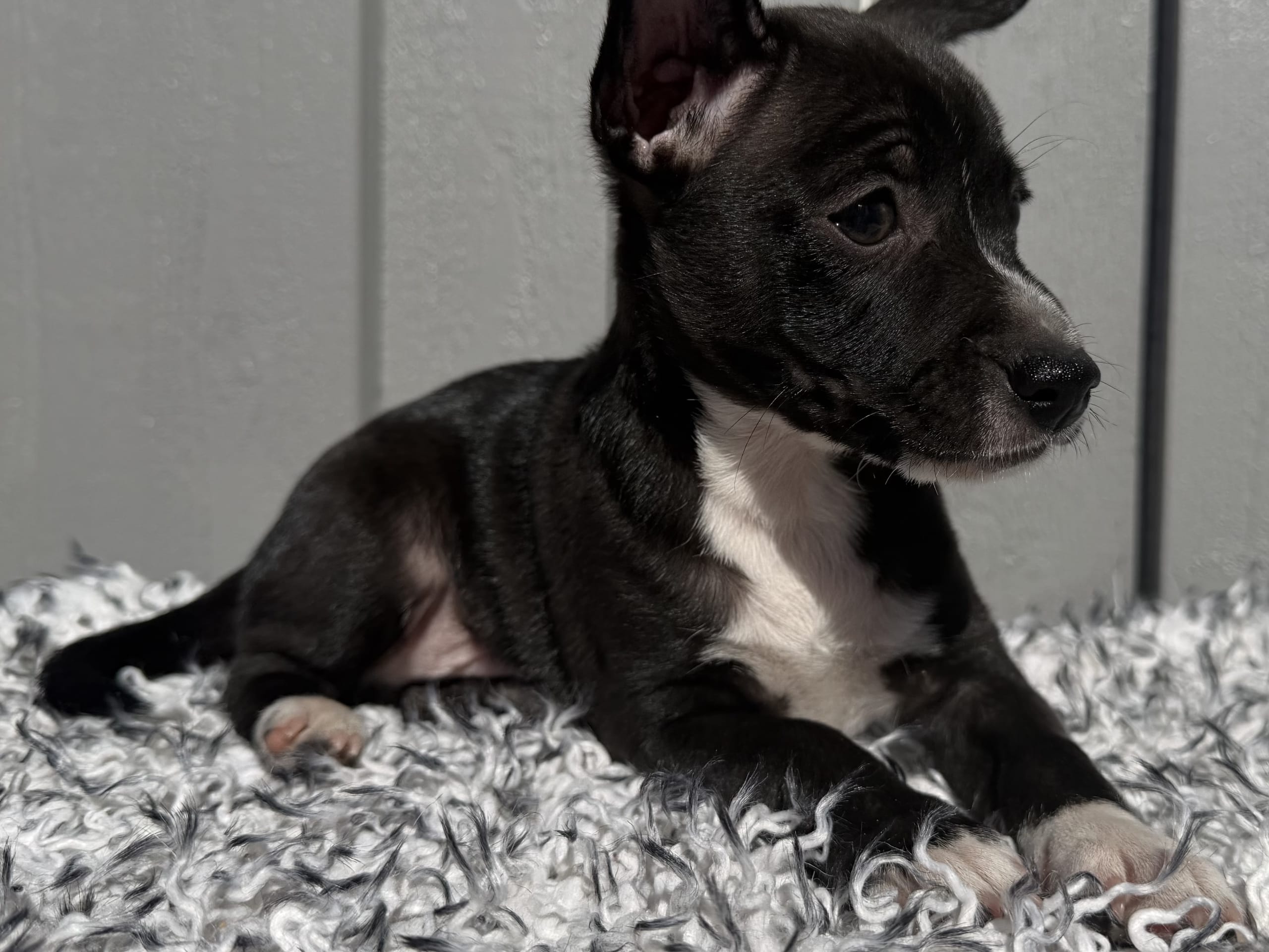 Xoloitzcuintle