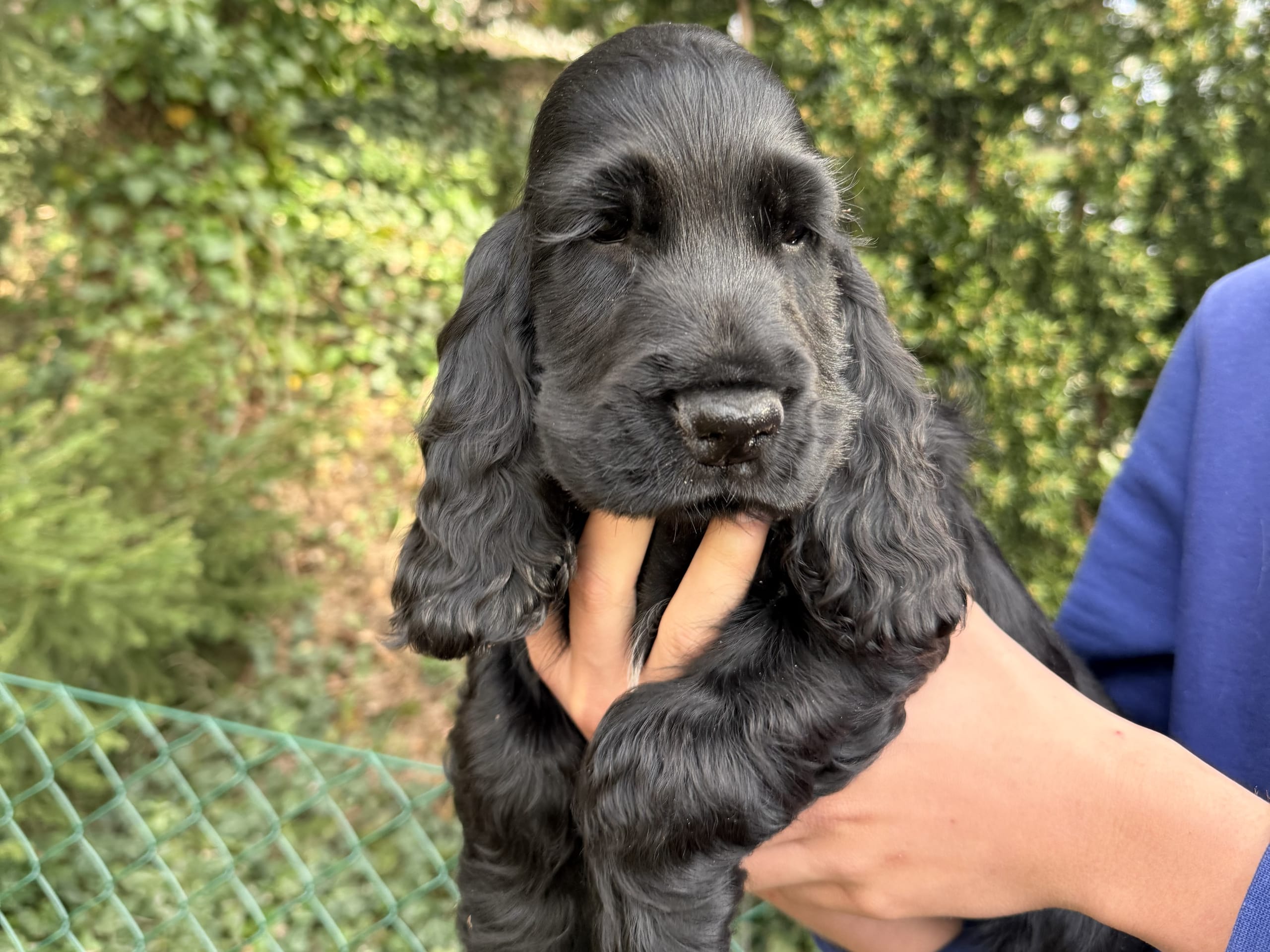 Cocker spaniel
